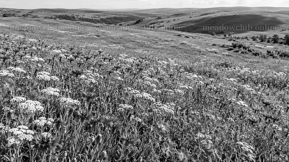 Black-and-White Wildflower Meadow and Rolling Hills – meadow photos 10324x5812