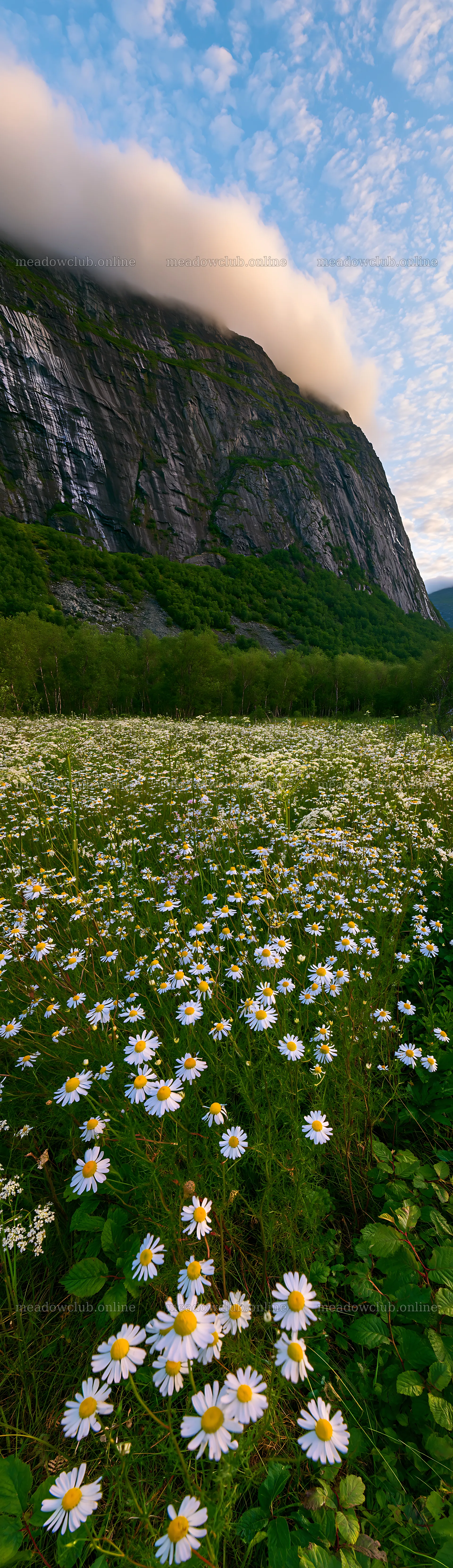 Chamomile meadow with mountains and cloudy sky – meadow photos 4268x14762