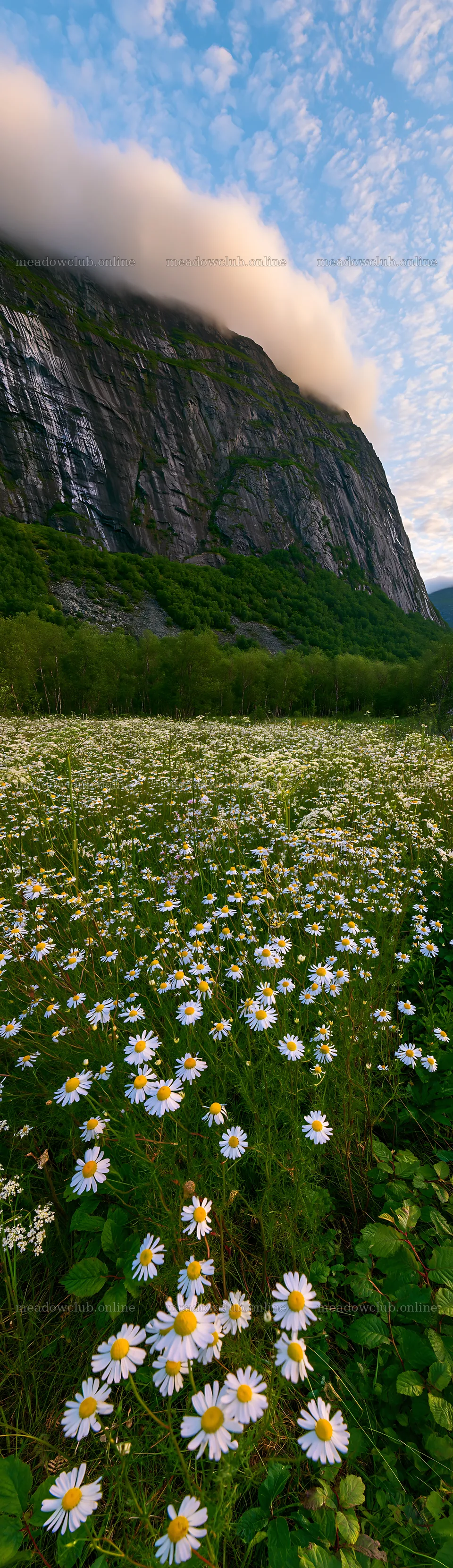 Chamomile meadow with mountains and cloudy sky – meadow photos 4268x14762