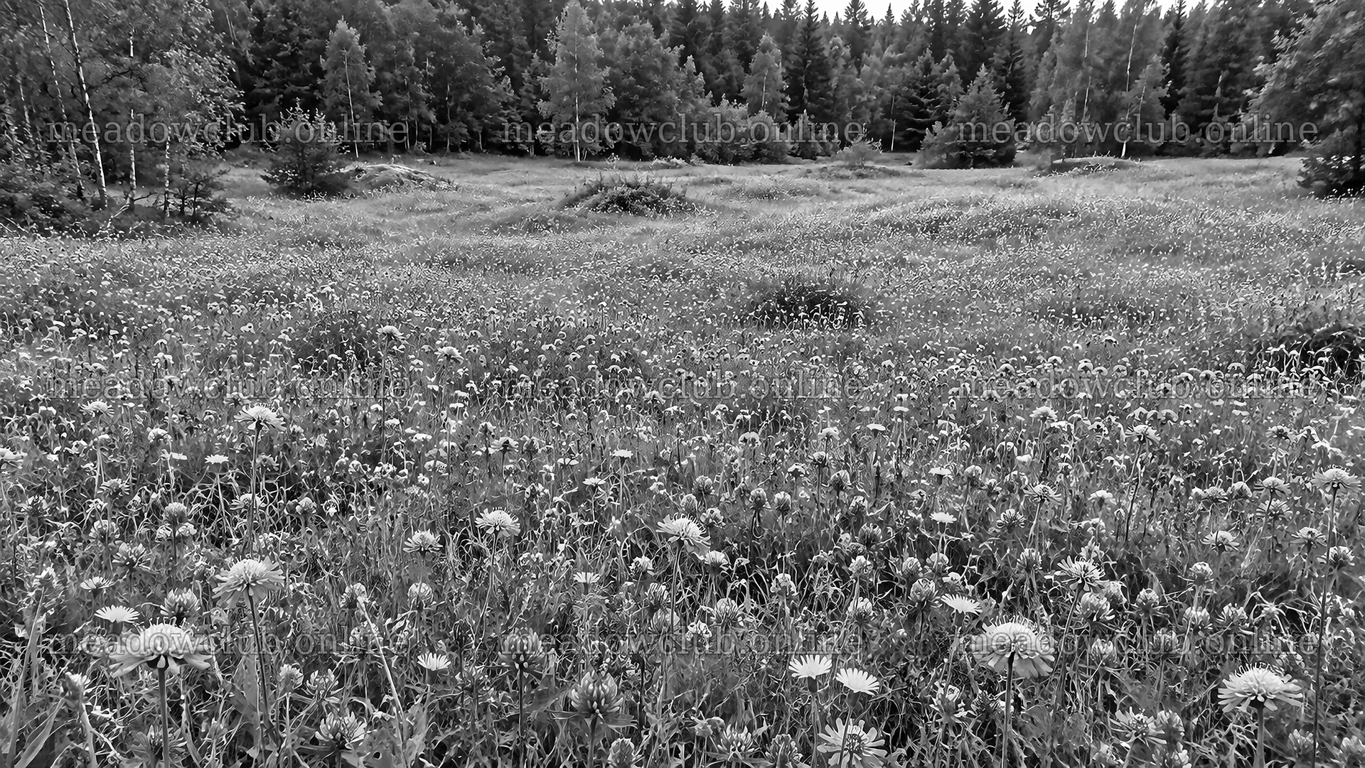 Monochrome Wildflower Meadow in a Woodland Clearing – meadow photos 10324x5812