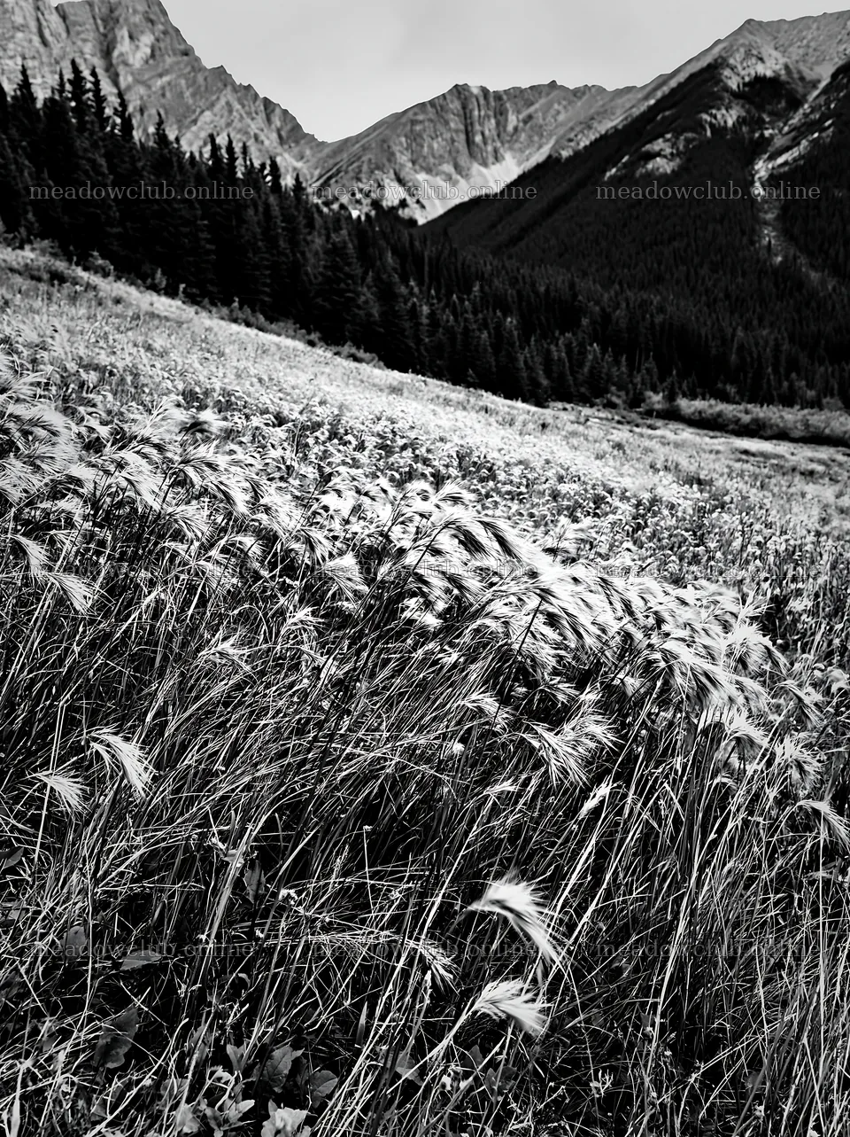 Meadow with seedheads in a mountain landscape – meadow photos 6866x9174