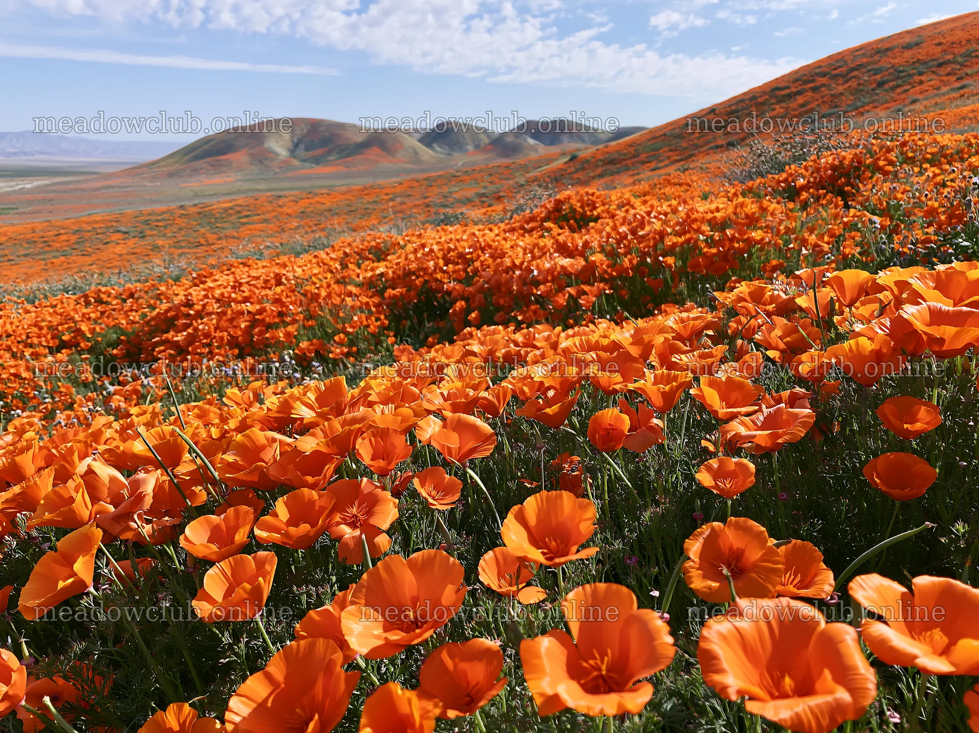 Colorful poppy meadow with vibrant flowers in a natural setting – meadow photos 9174x6866