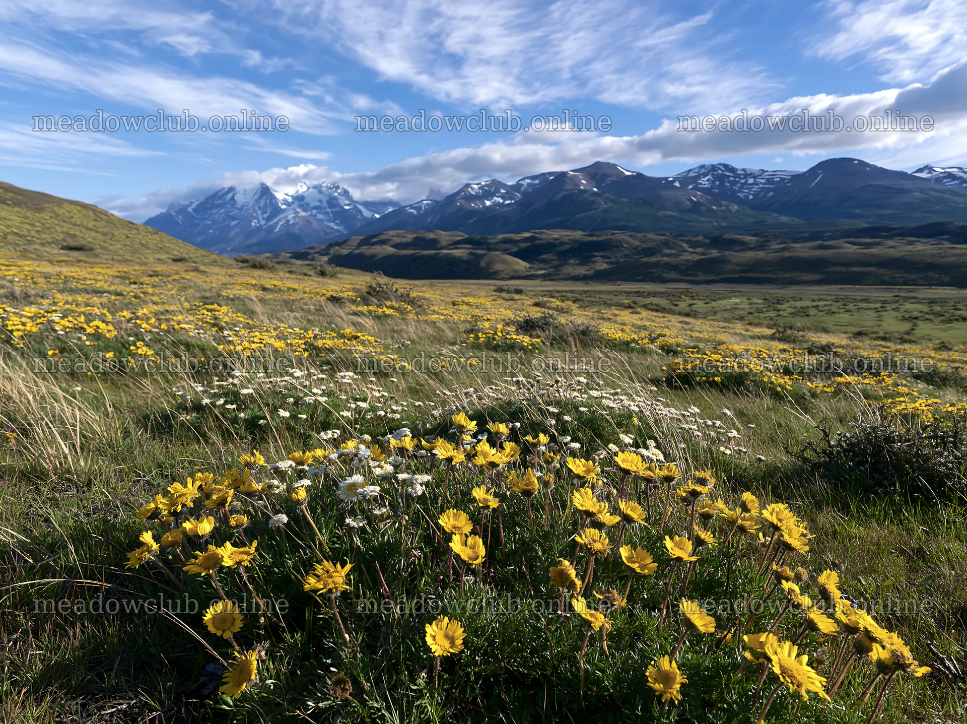 Meadow valley with blooming flowers and distant mountains – meadow photos 9174x6866