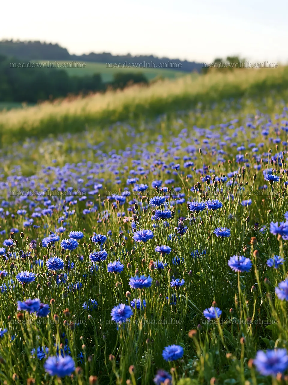 Blue cornflower meadow in natural light during daytime – meadow photos 6866x9174