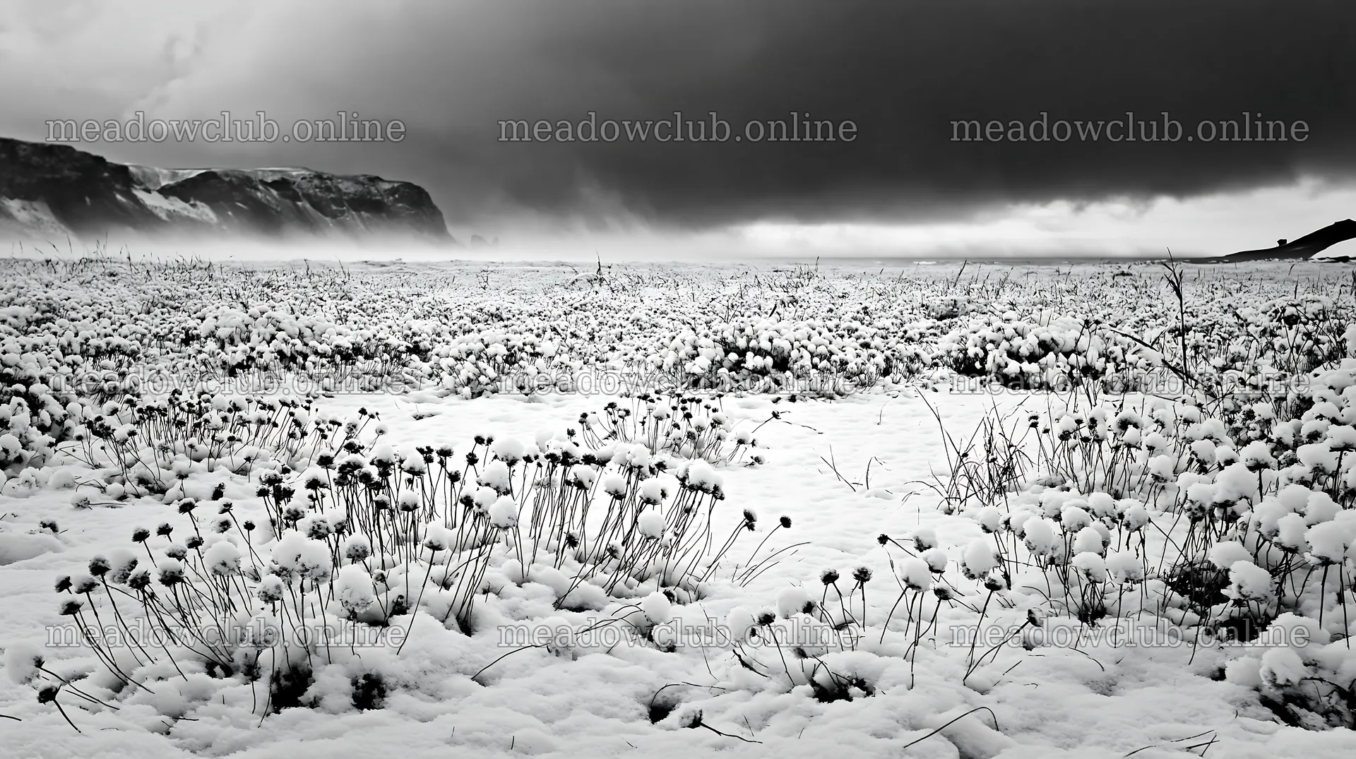Dune meadow covered in snow near cliffs on a cloudy day – meadow photos 10608x5938