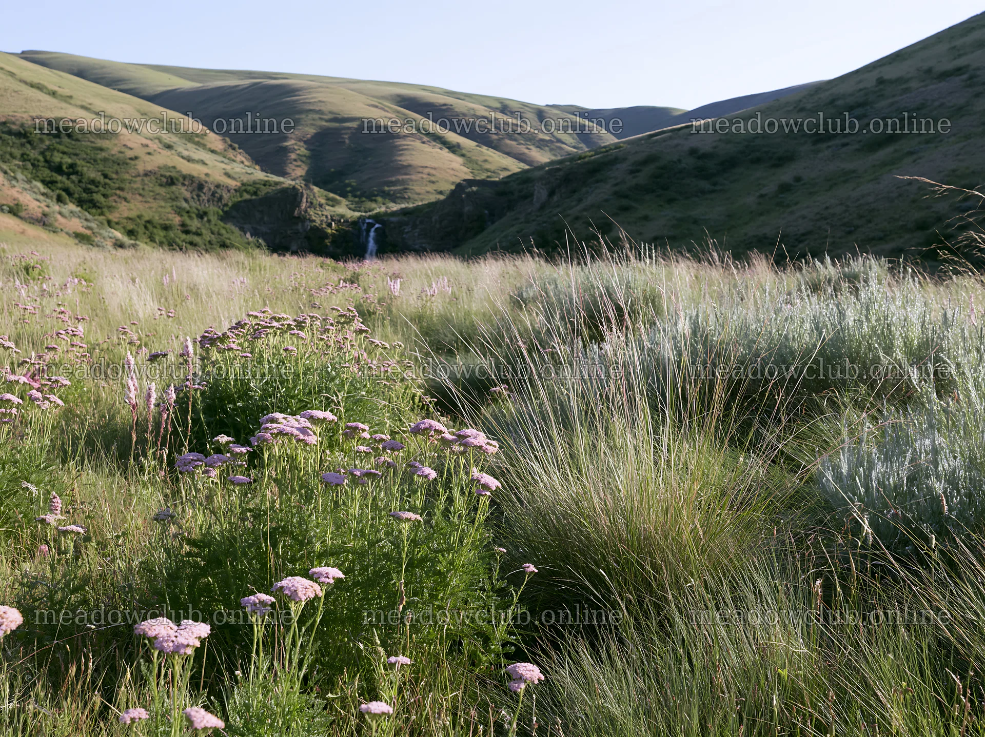 Rose meadow near waterfall in green landscape – meadow photos 9174x6866