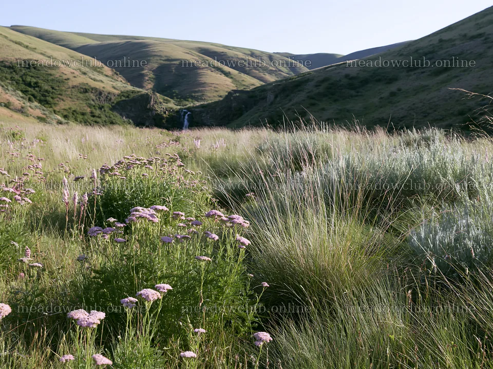 Rose meadow near waterfall in green landscape – meadow photos 9174x6866