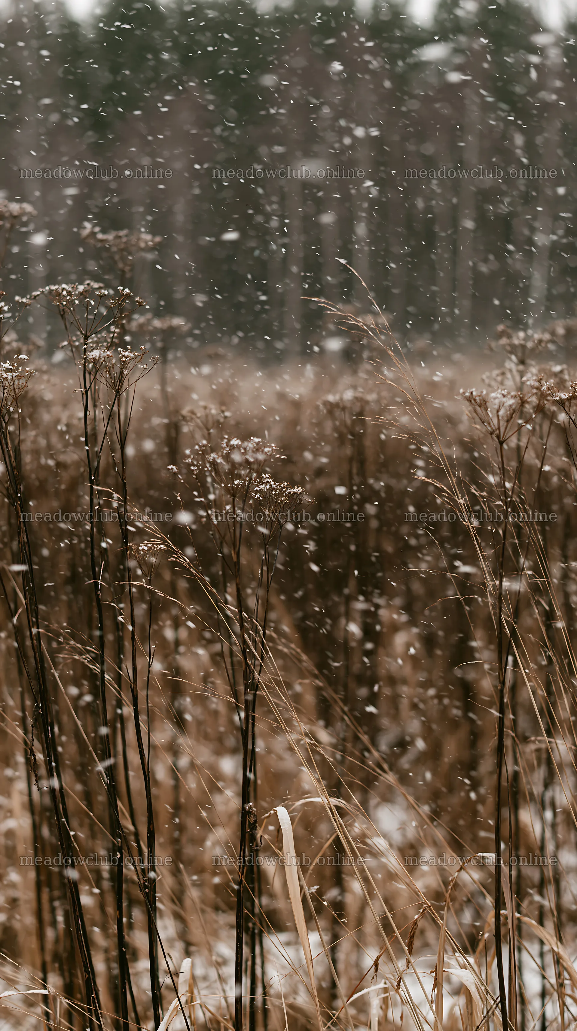 Snowfall on seedhead meadow in winter season – meadow photos 5938x10608