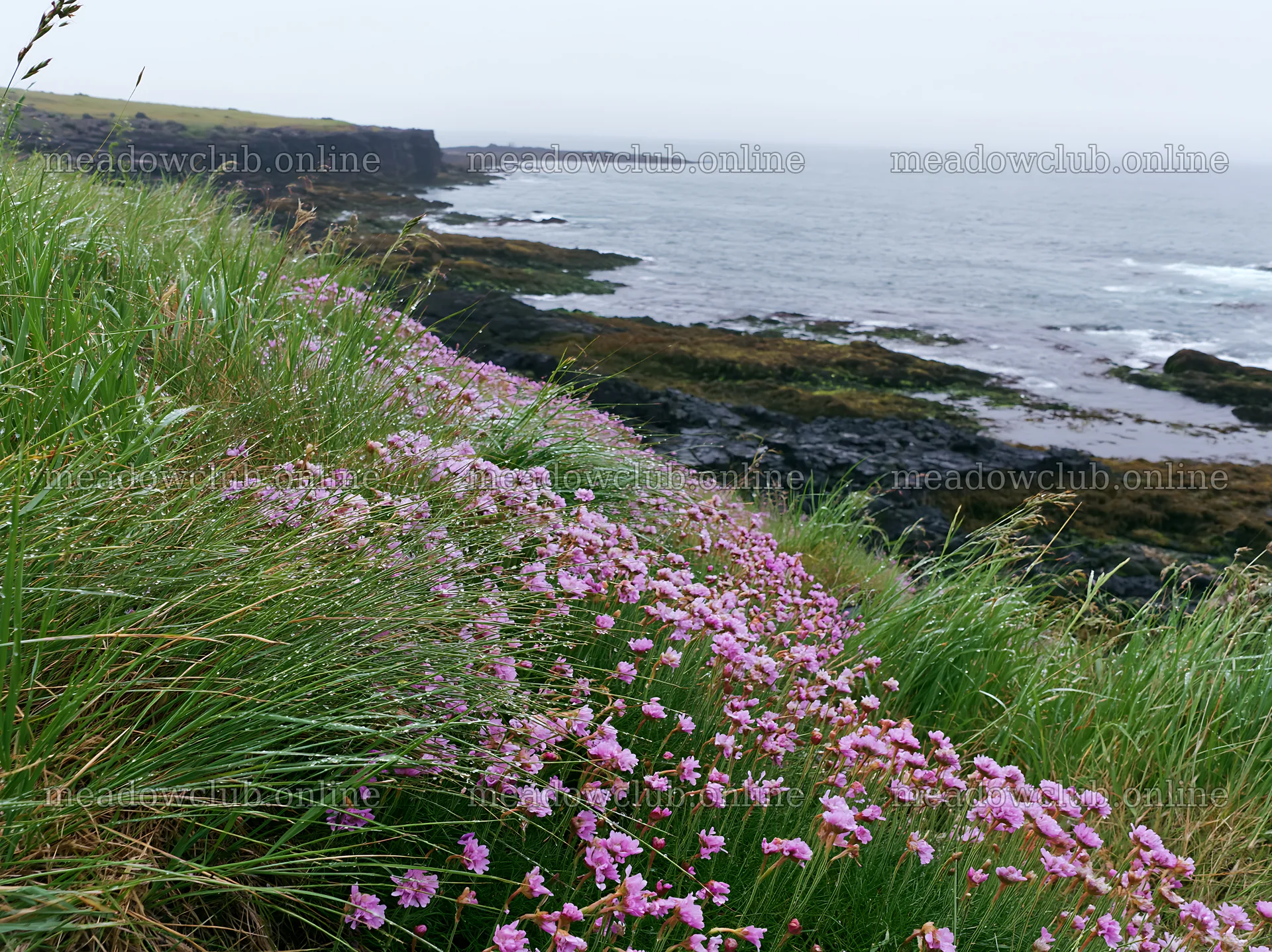 Coastal cliff meadow with purple flowers near rocky shoreline – meadow photos 9174x6866