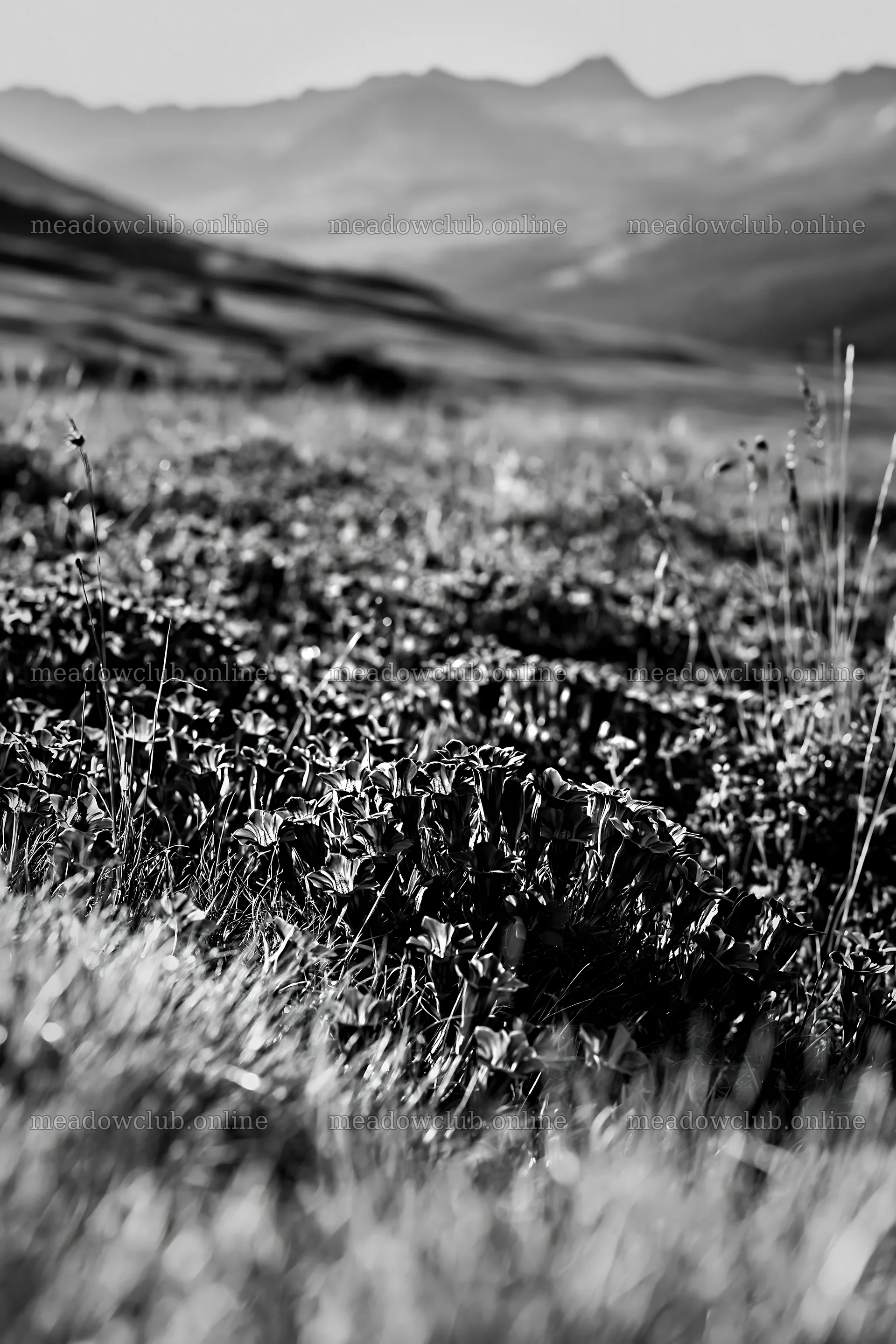 Swiss alpine meadow landscape with grass and mountains – meadow photos 6480x9722