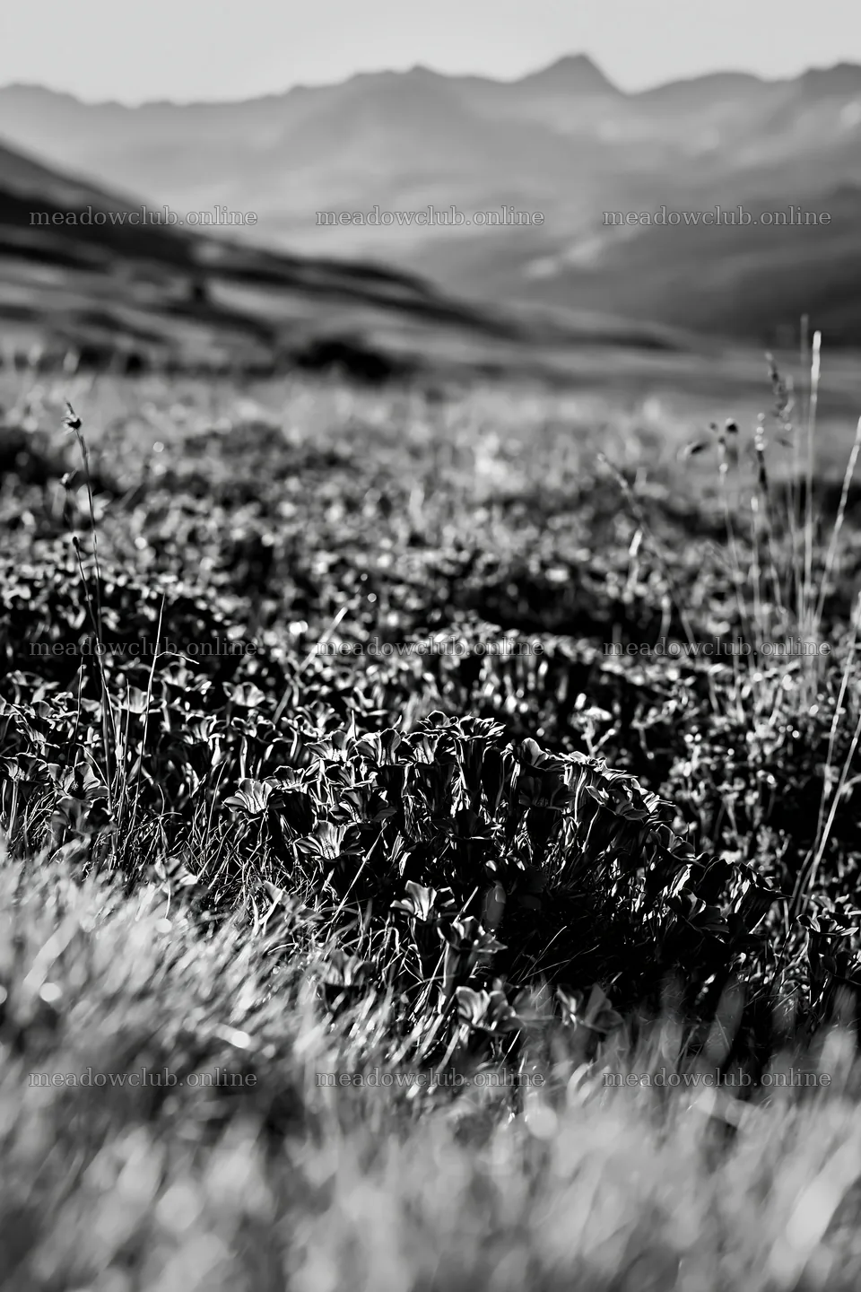Swiss alpine meadow landscape with grass and mountains – meadow photos 6480x9722