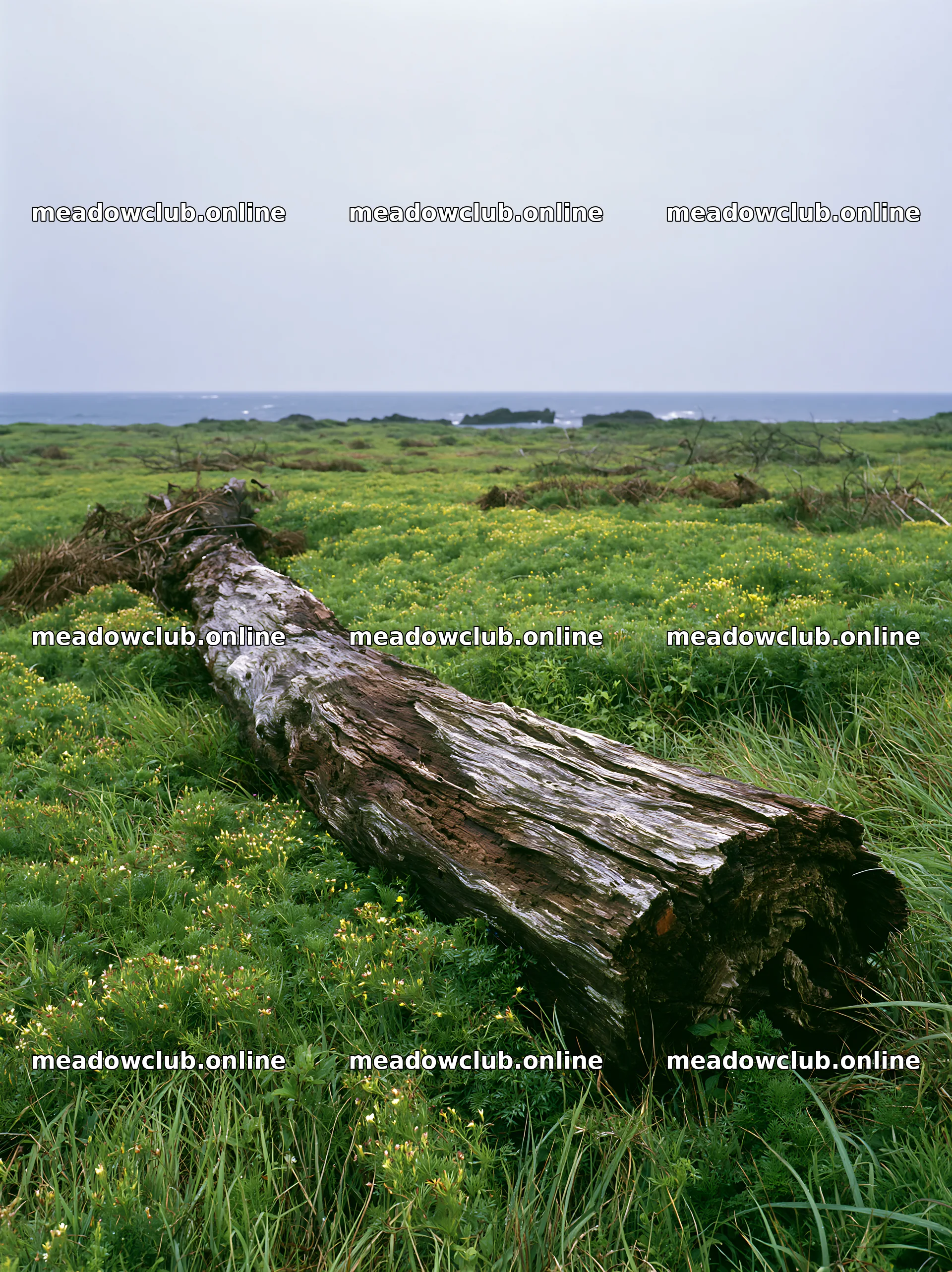 Ishikawa coastal meadow storm washed driftwood – meadow photos 6866x9174
