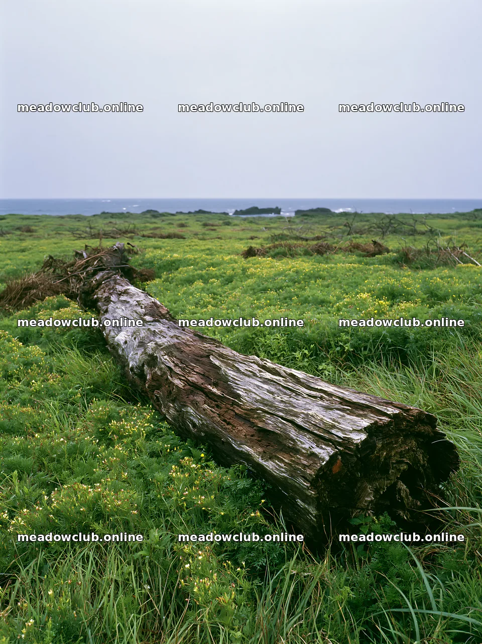 Ishikawa coastal meadow storm washed driftwood – meadow photos 6866x9174