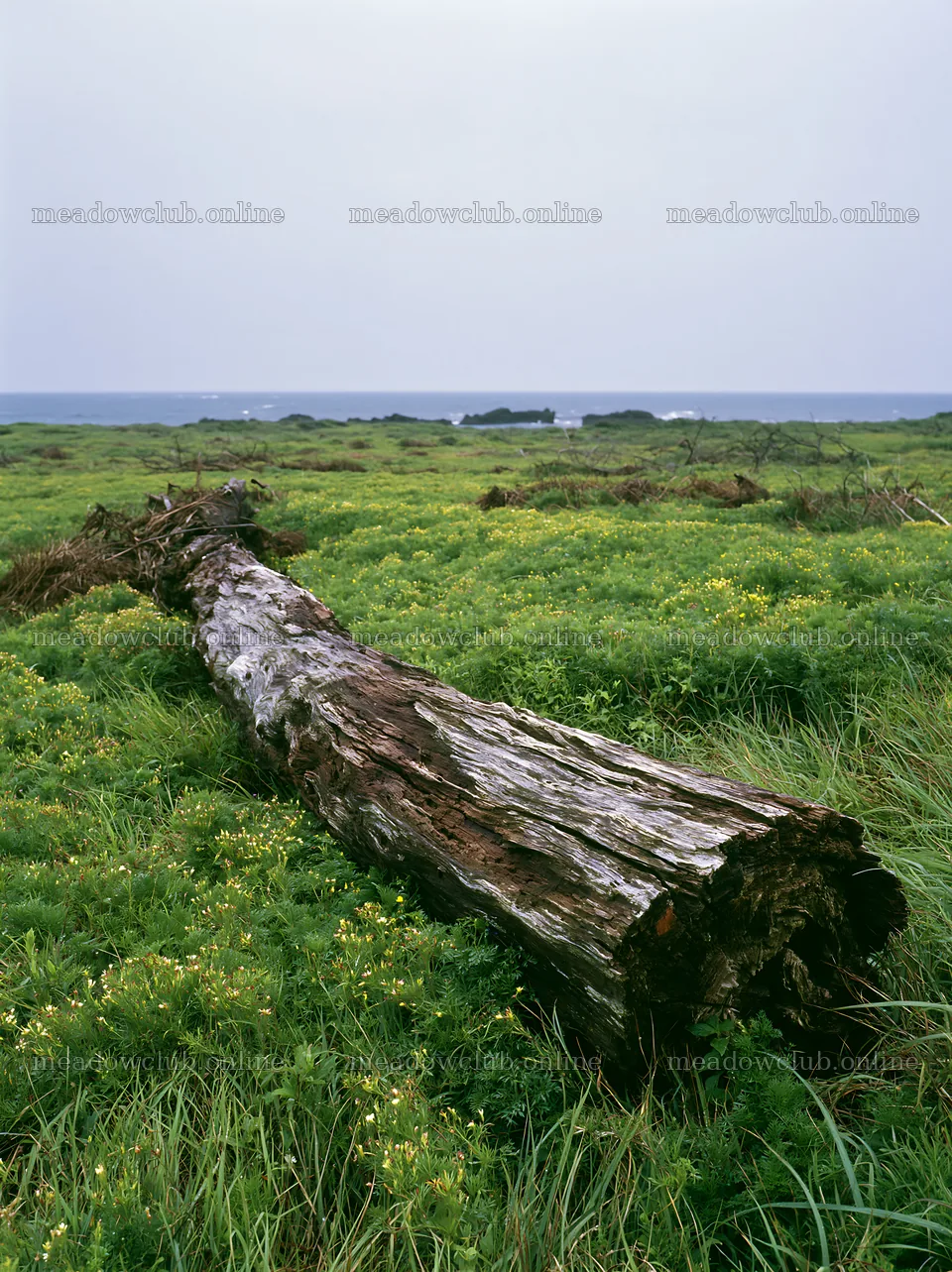 Ishikawa coastal meadow storm washed driftwood – meadow photos 6866x9174