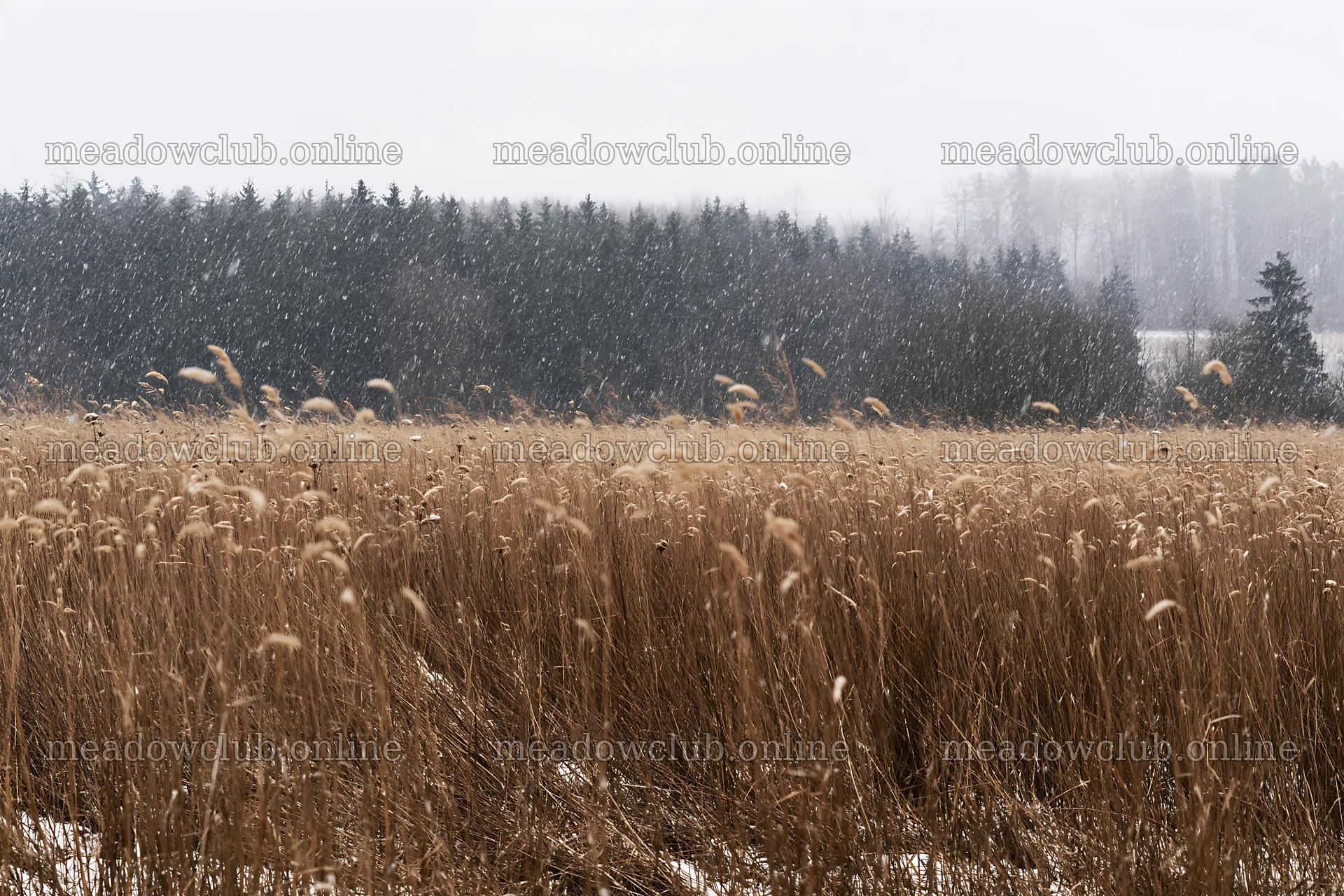 Snowfall on seedhead meadow with forest background – meadow photos 9722x6480