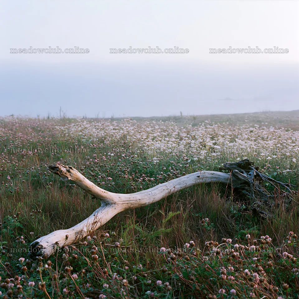Nagasaki coastal meadow driftwood foreground mood – meadow photos 7938x7938