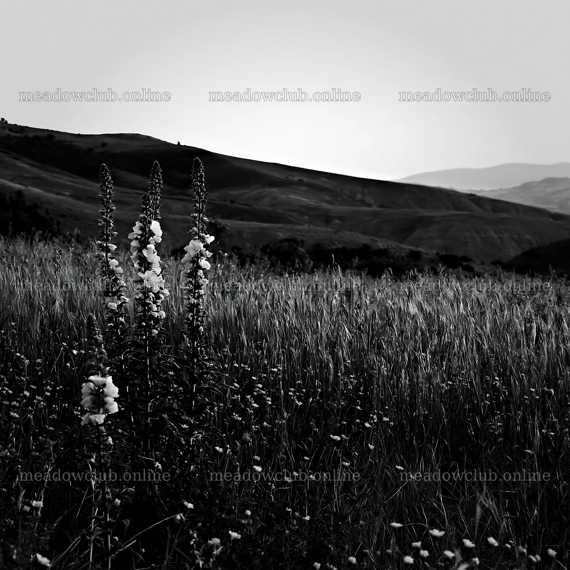 Night-blooming meadow with wildflowers under a fading sky – meadow photos 7938x7938