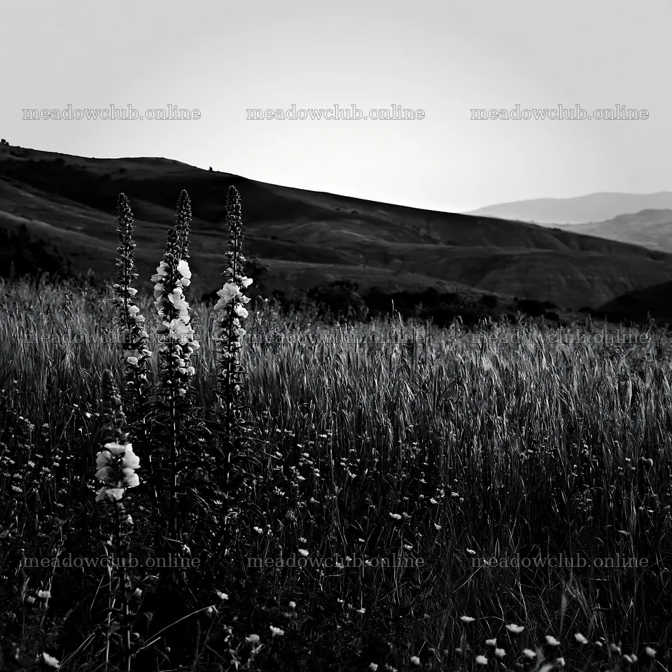 Night-blooming meadow with wildflowers under a fading sky – meadow photos 7938x7938