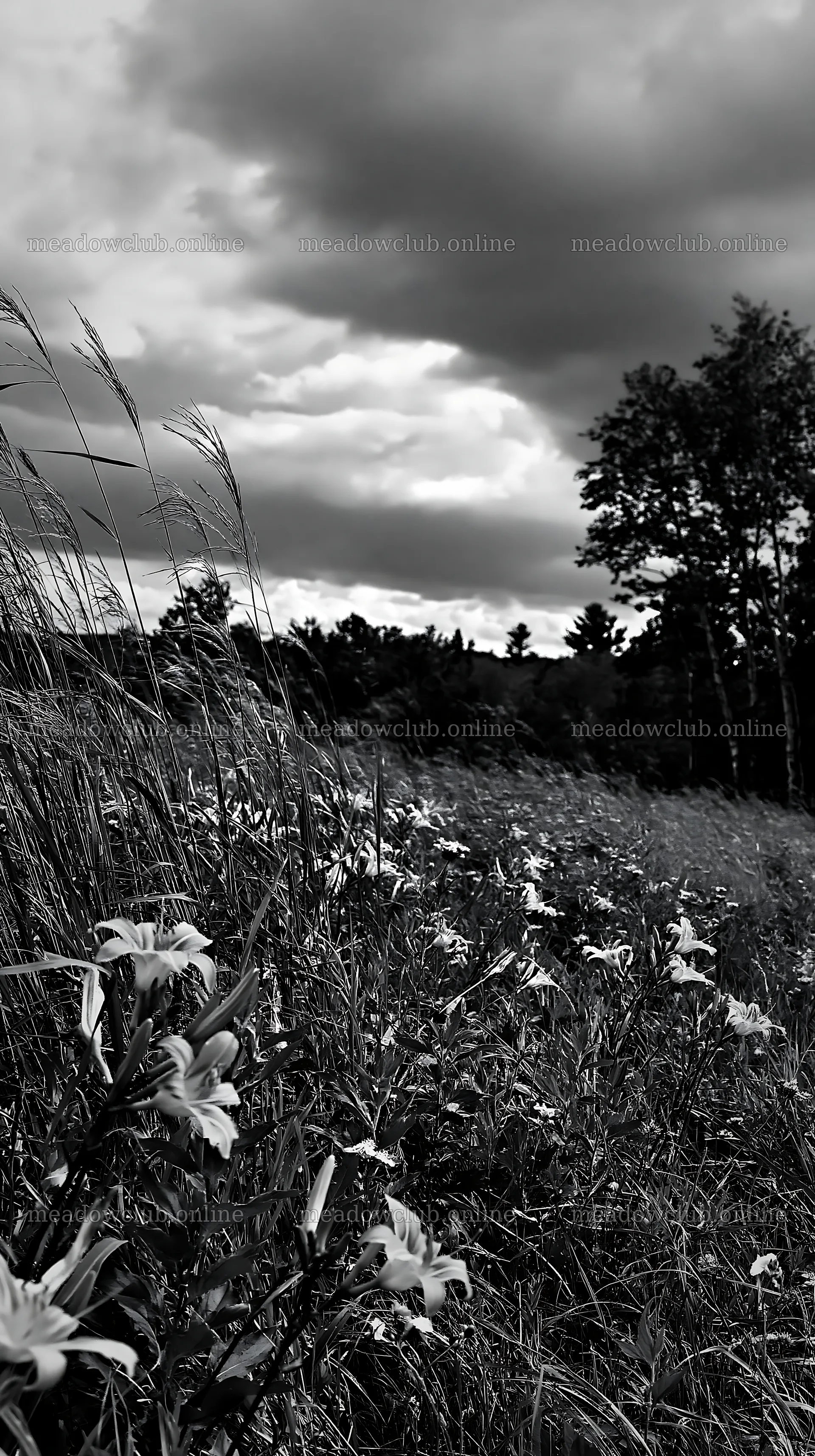 Regenerative meadow with vibrant flowers and green grass – meadow photos 5938x10608