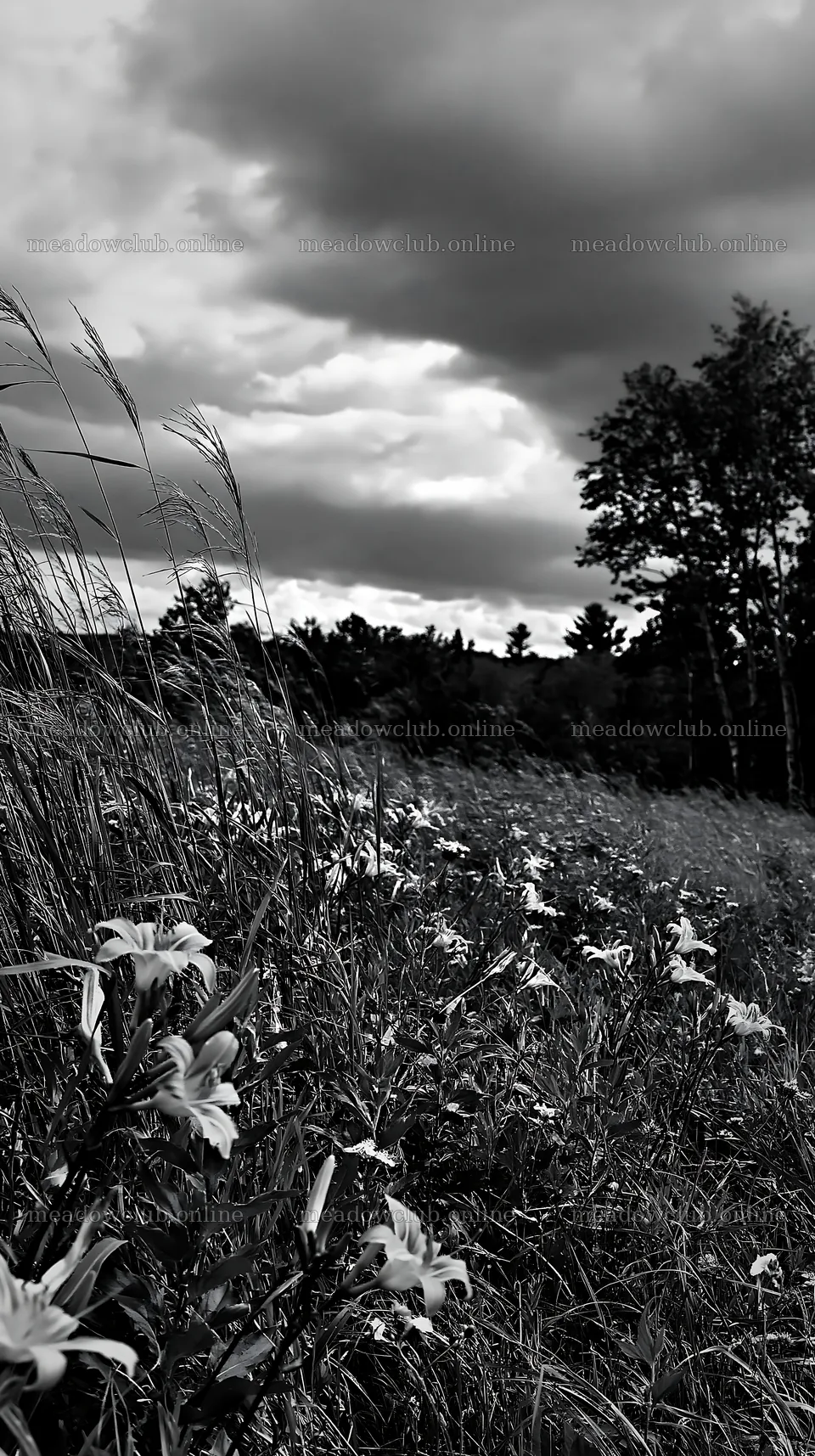 Regenerative meadow with vibrant flowers and green grass – meadow photos 5938x10608