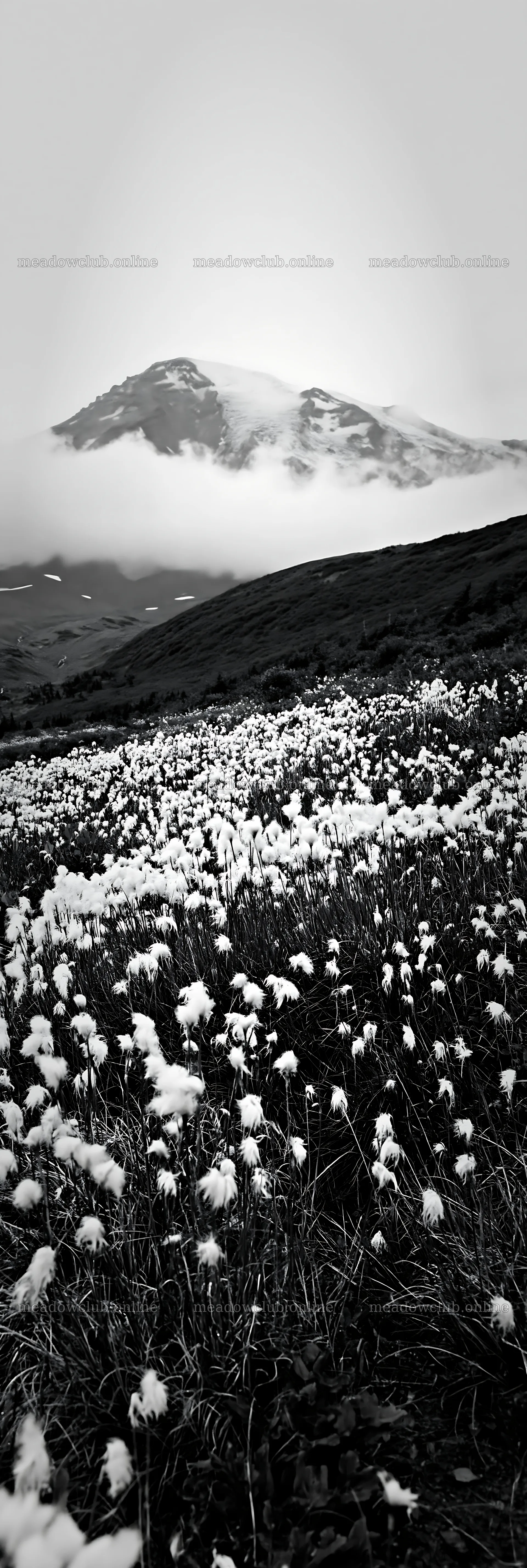 Meadow with seedheads and mountain in the background – meadow photos 4602x13690