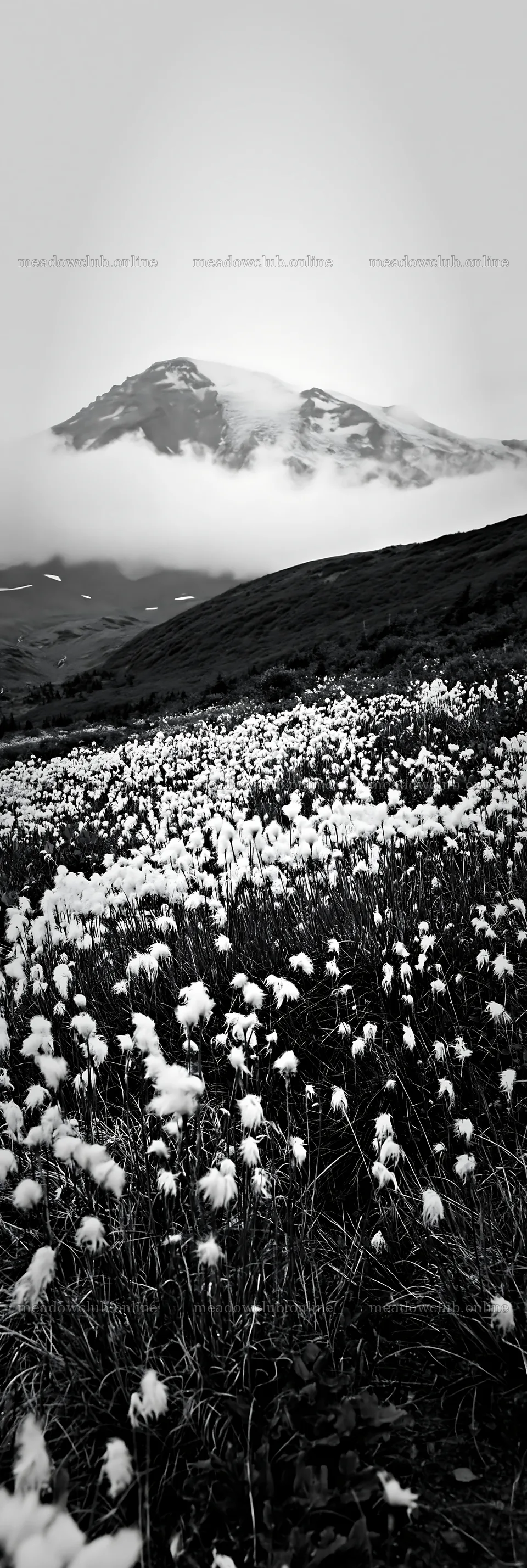Meadow with seedheads and mountain in the background – meadow photos 4602x13690
