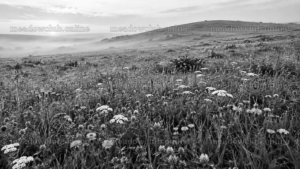 Wildflower Meadow in Morning Mist, Black and White – meadow photos 10324x5812