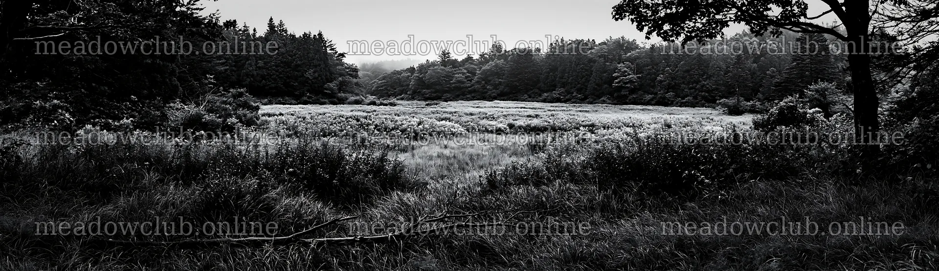 Yamagata rewilded meadow fallen branch foreground – meadow photos 14762x4268
