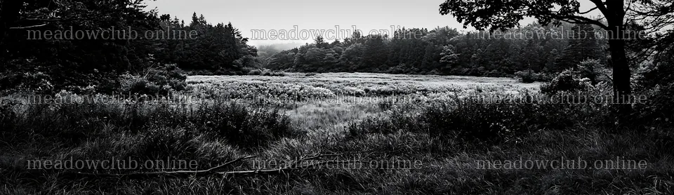 Yamagata rewilded meadow fallen branch foreground – meadow photos 14762x4268