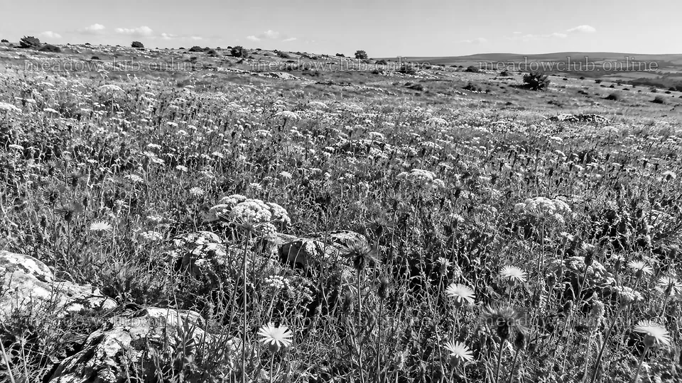 Monochrome Wildflowers on a Rocky Hillside – meadow photos 10324x5812