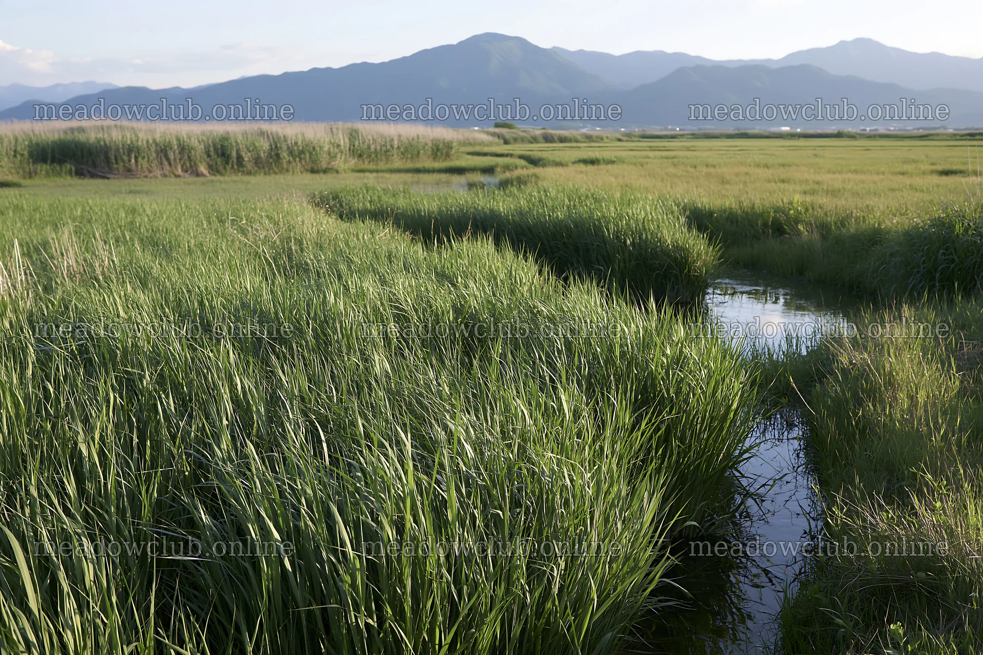 Shiga wetland meadow climate adaptation reeds in natural setting – meadow photos 9722x6480