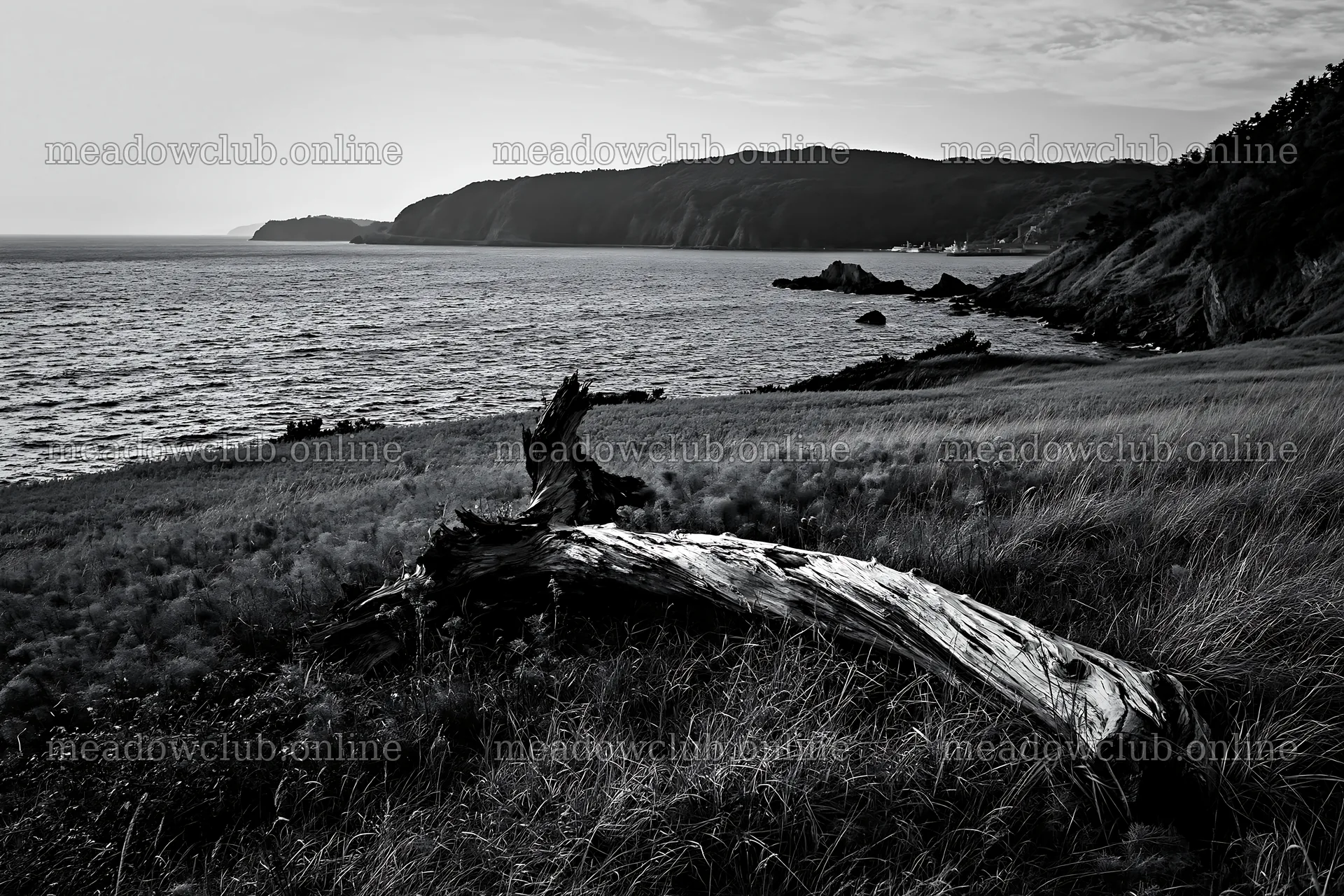 Nagasaki coastal meadow driftwood foreground mood – meadow photos 9722x6480