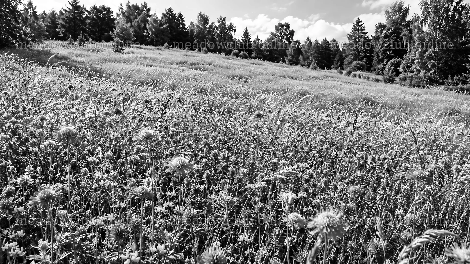 Wildflower Meadow at a Forest Edge in Monochrome – meadow photos 10324x5812