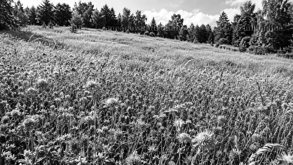 Wildflower Meadow at a Forest Edge in Monochrome – meadow photos 10324x5812