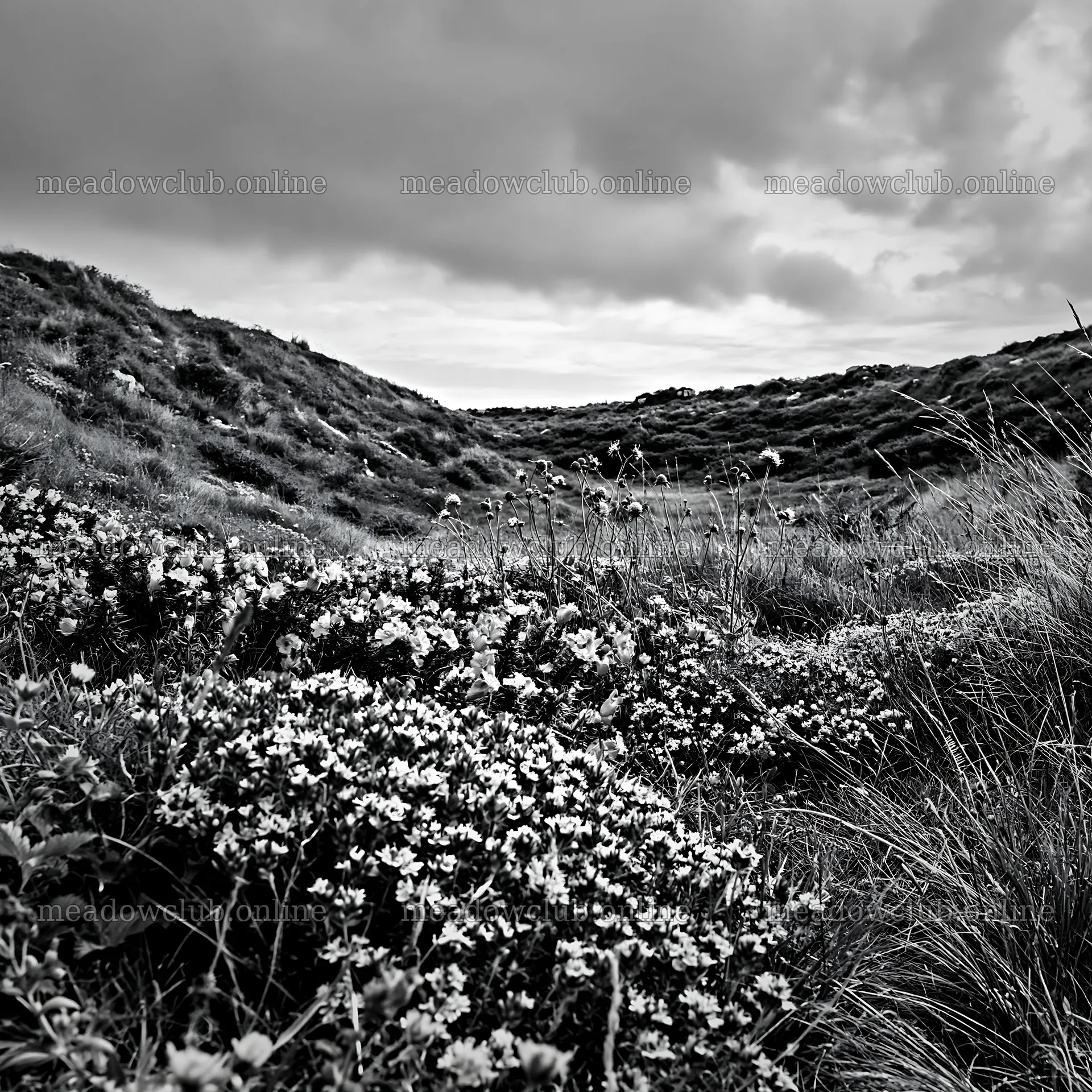 Cloudy wild thyme meadow under a grey sky – meadow photos 7938x7938