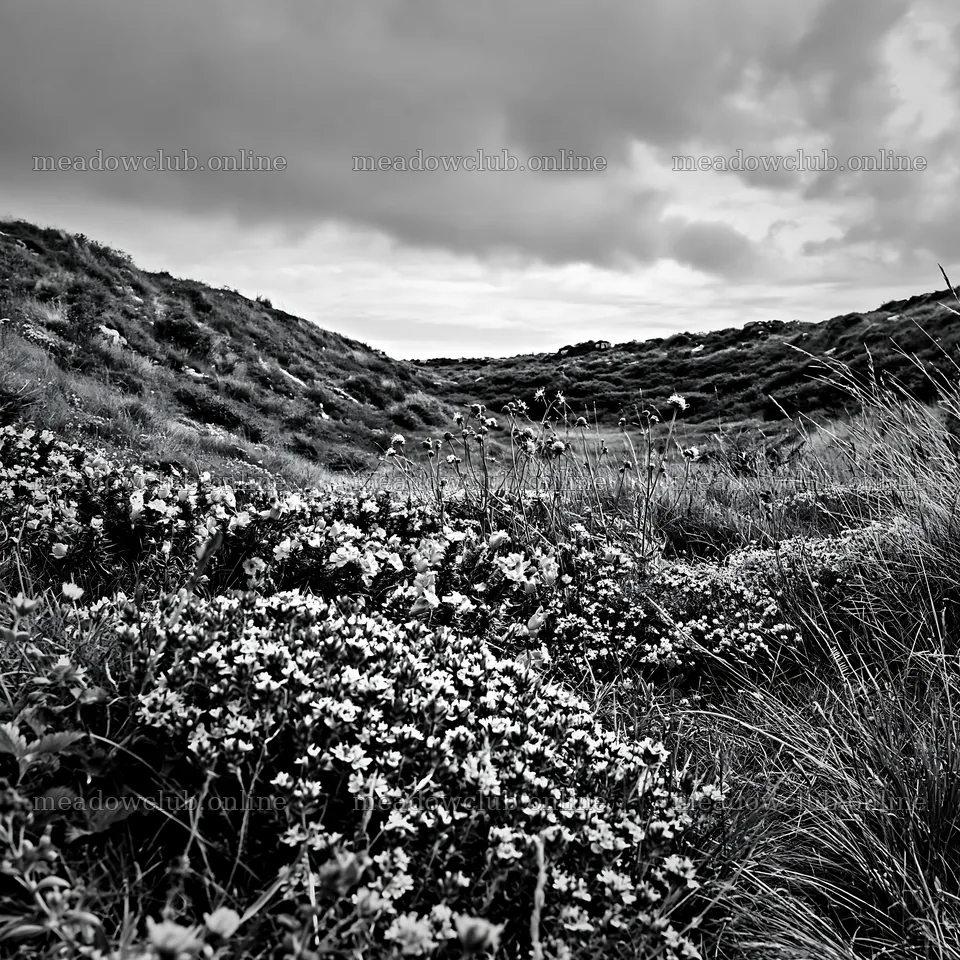 Cloudy wild thyme meadow under a grey sky – meadow photos 7938x7938