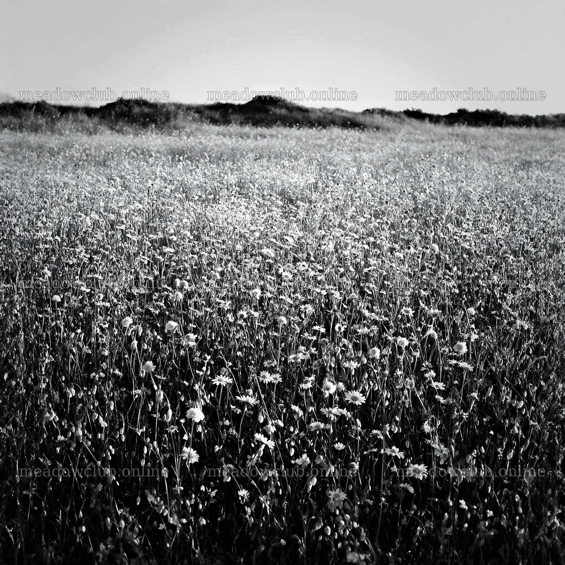 Rewilding meadow with wildflowers under bright sunlight – meadow photos 7938x7938