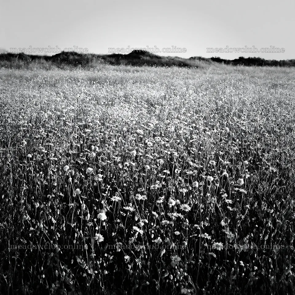 Rewilding meadow with wildflowers under bright sunlight – meadow photos 7938x7938