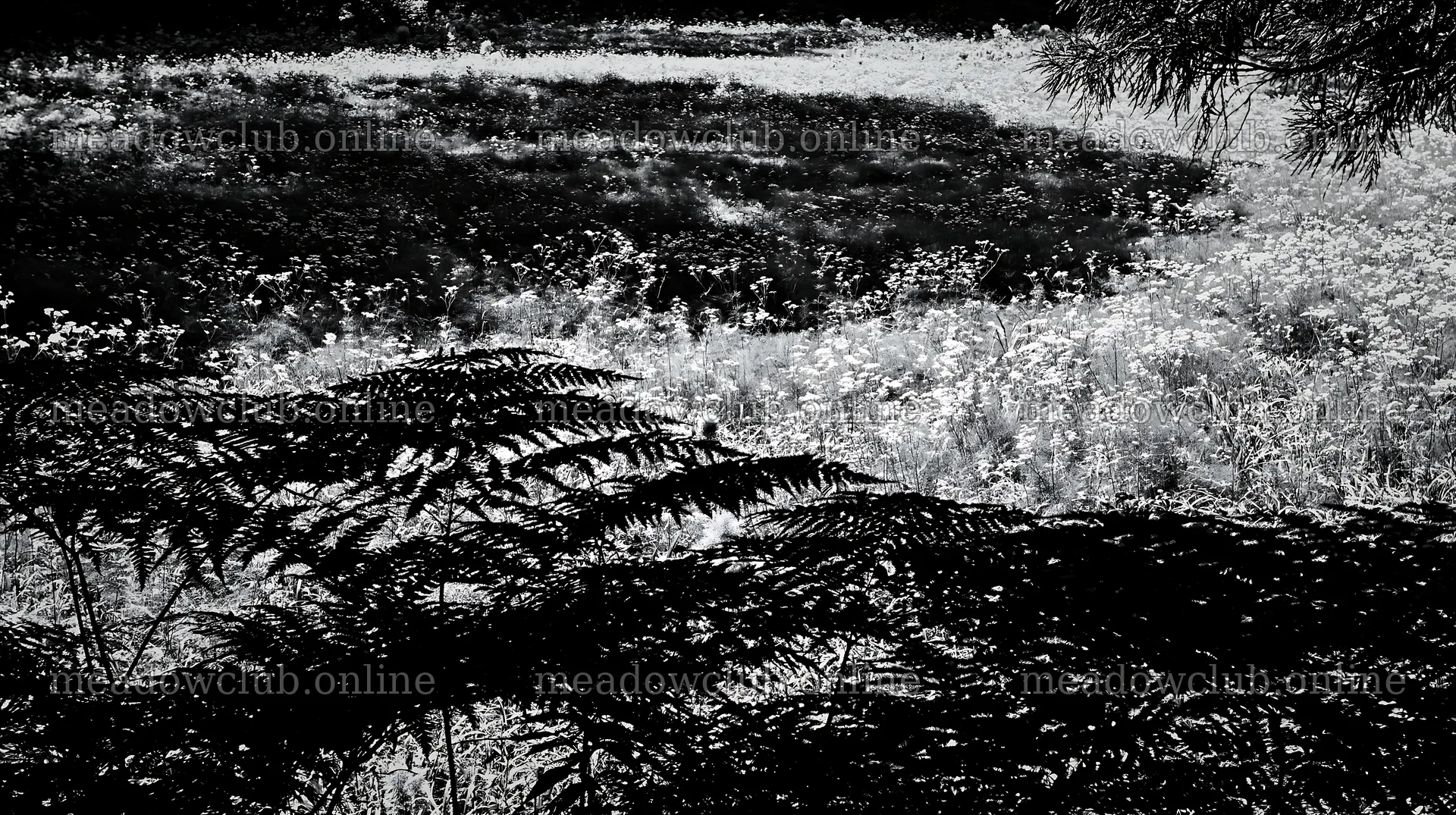 Nara summer meadow with fern foreground in black and white – meadow photos 10608x5938