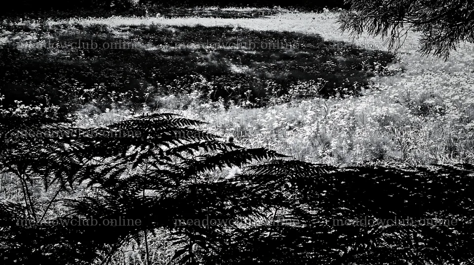 Nara summer meadow with fern foreground in black and white – meadow photos 10608x5938