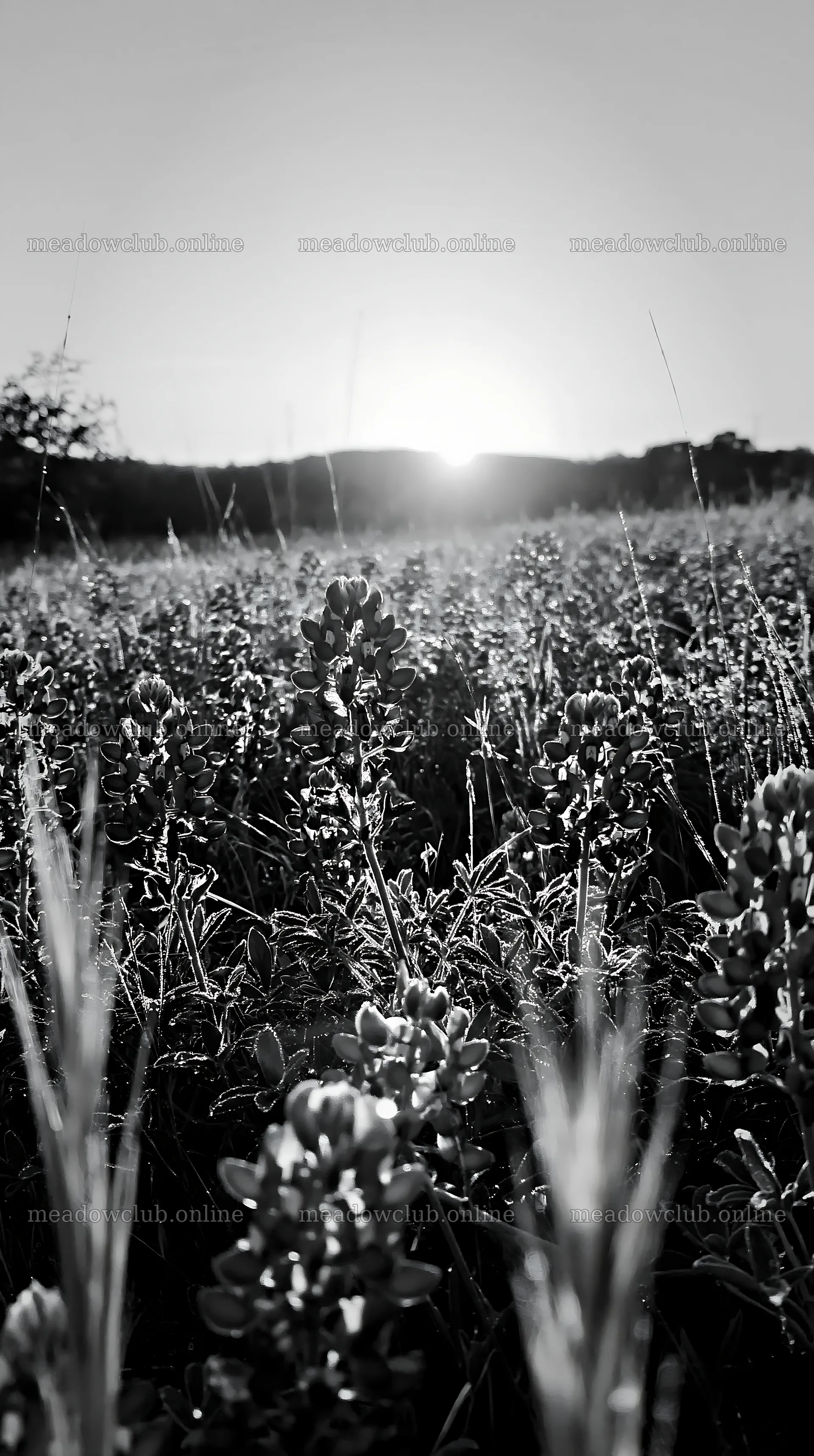 Bluebonnet meadow at sunrise near Texas hills – meadow photos 5938x10608