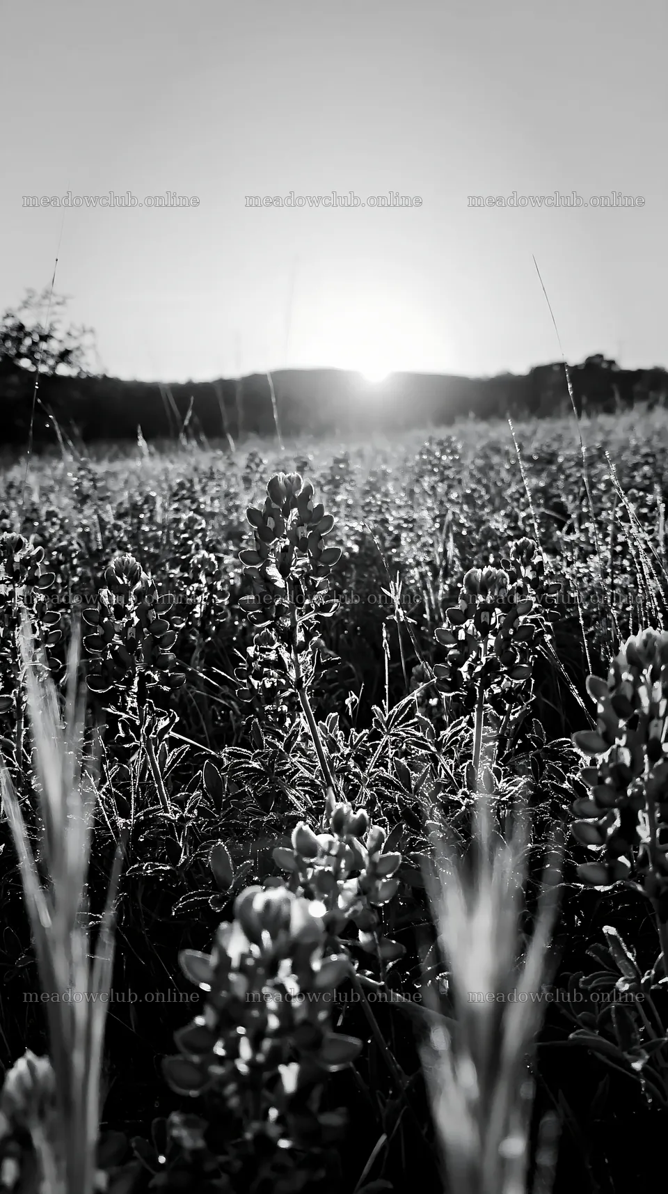 Bluebonnet meadow at sunrise near Texas hills – meadow photos 5938x10608