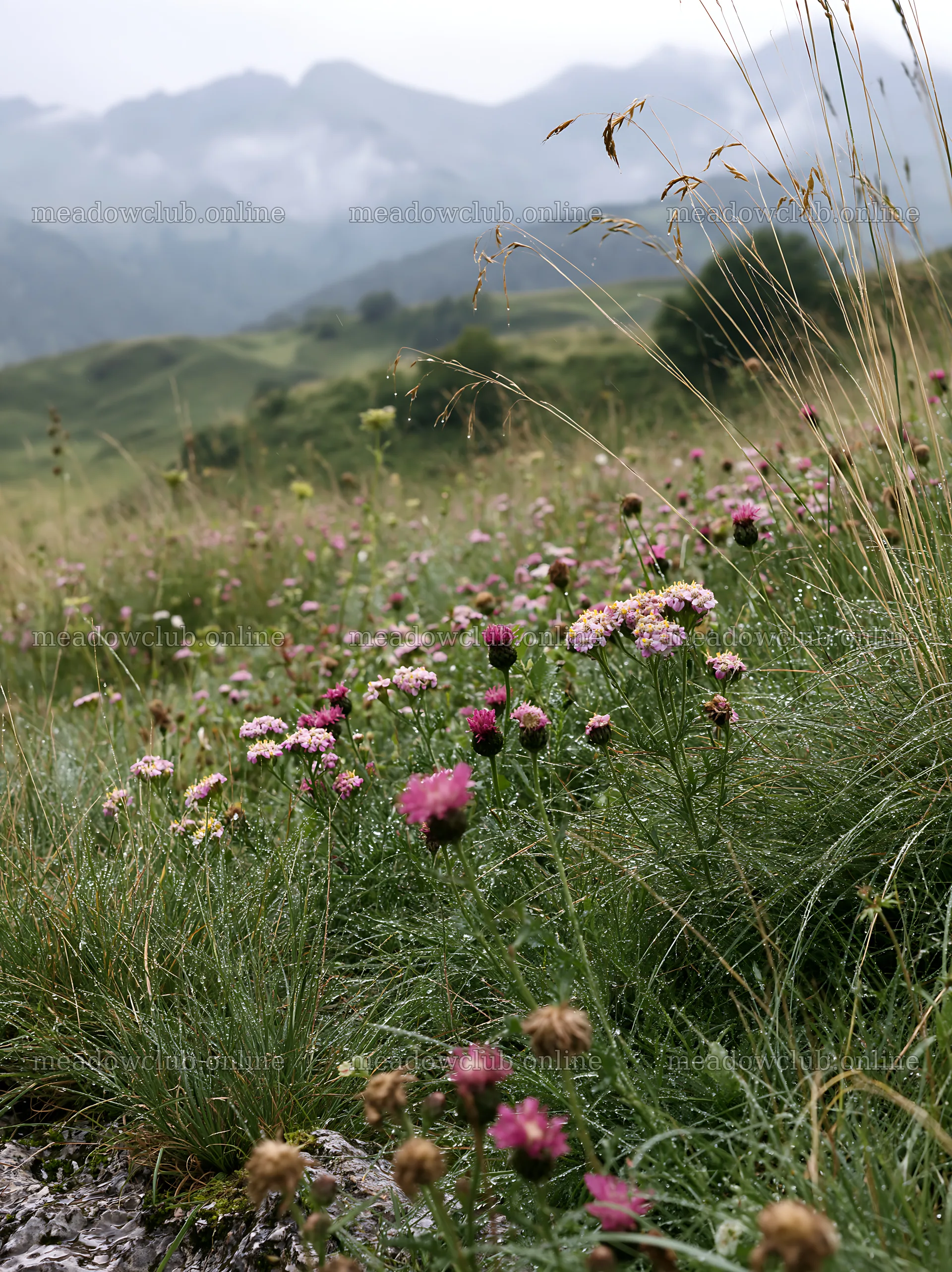 Climate-resilient meadow with wildflowers in mountain area – meadow photos 6866x9174