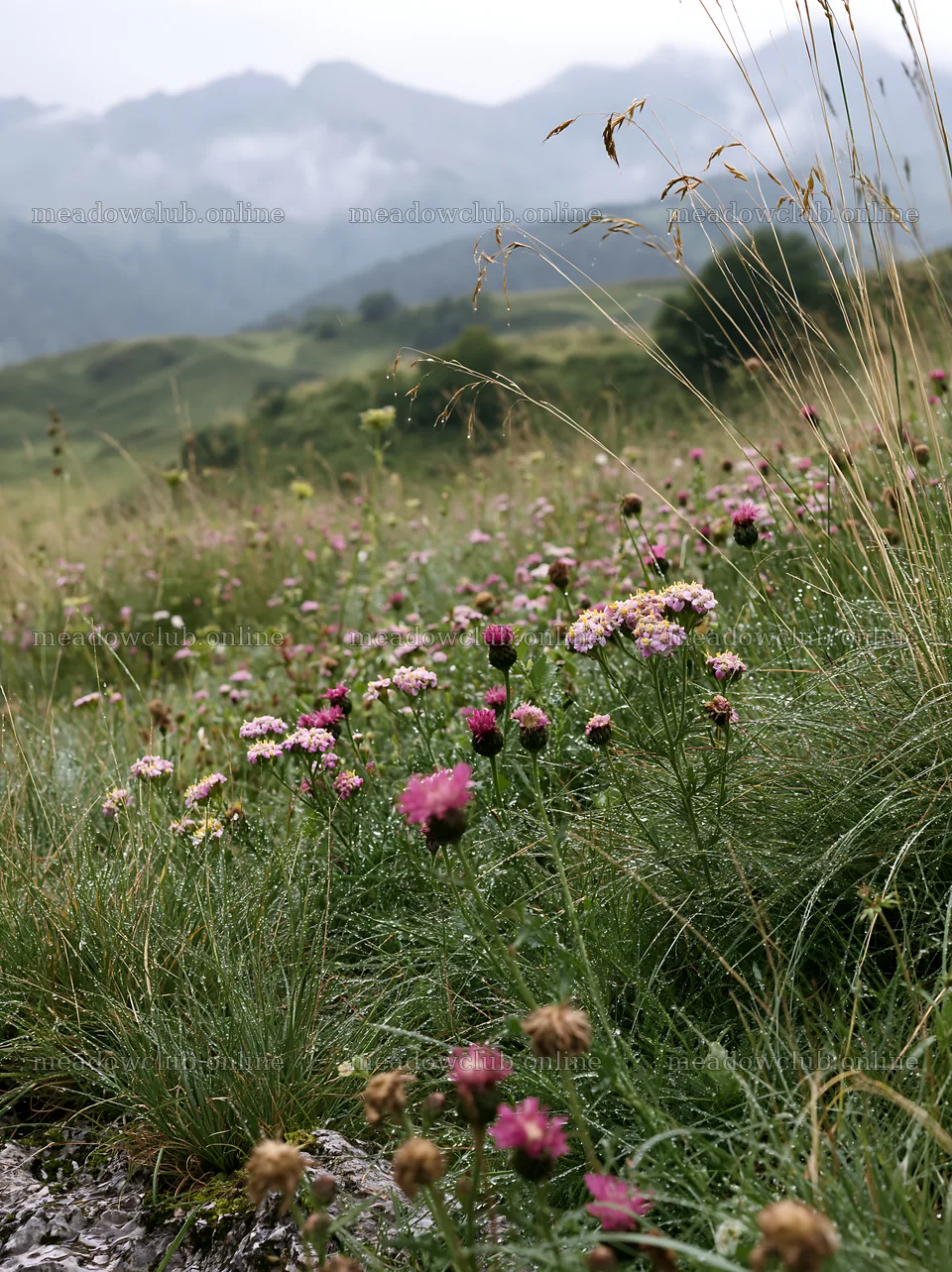 Climate-resilient meadow with wildflowers in mountain area – meadow photos 6866x9174
