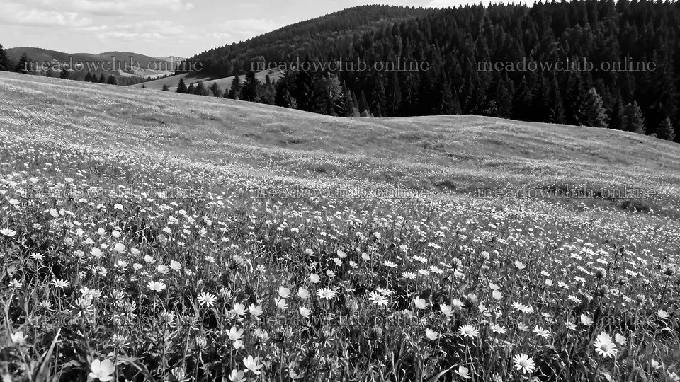 Wildflower Meadow Below a Forested Ridge – meadow photos 10324x5812