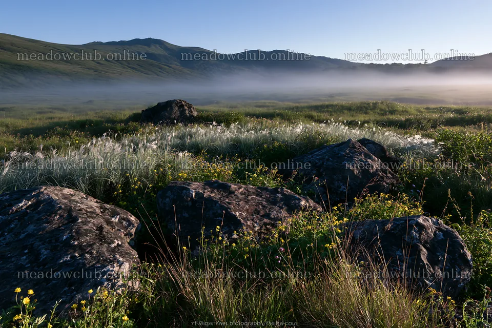 Rewilded Akita silver grass meadow stones create a natural scene – meadow photos 9722x6480