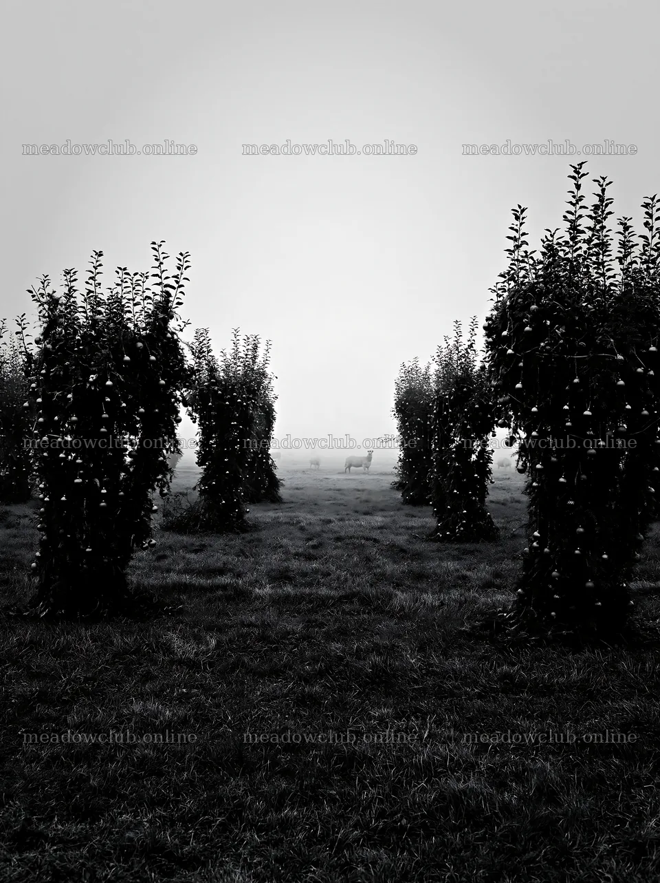 Christmas meadow with apple trees and garlands in fog – meadow photos 6866x9174