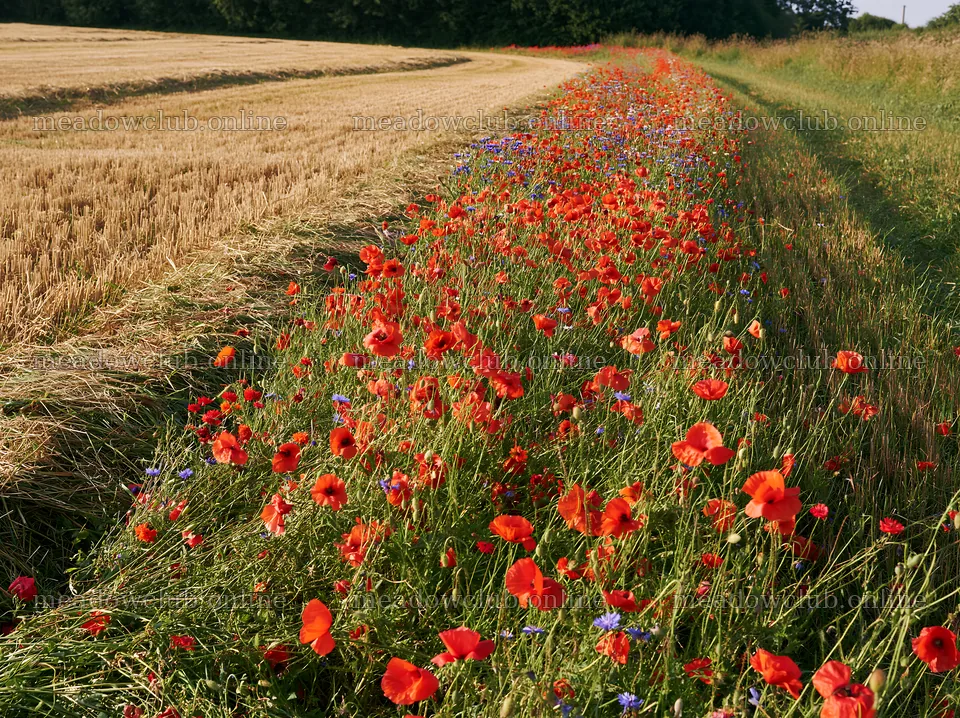 Colorful poppy meadow along a wheat field in summer – meadow photos 9174x6866