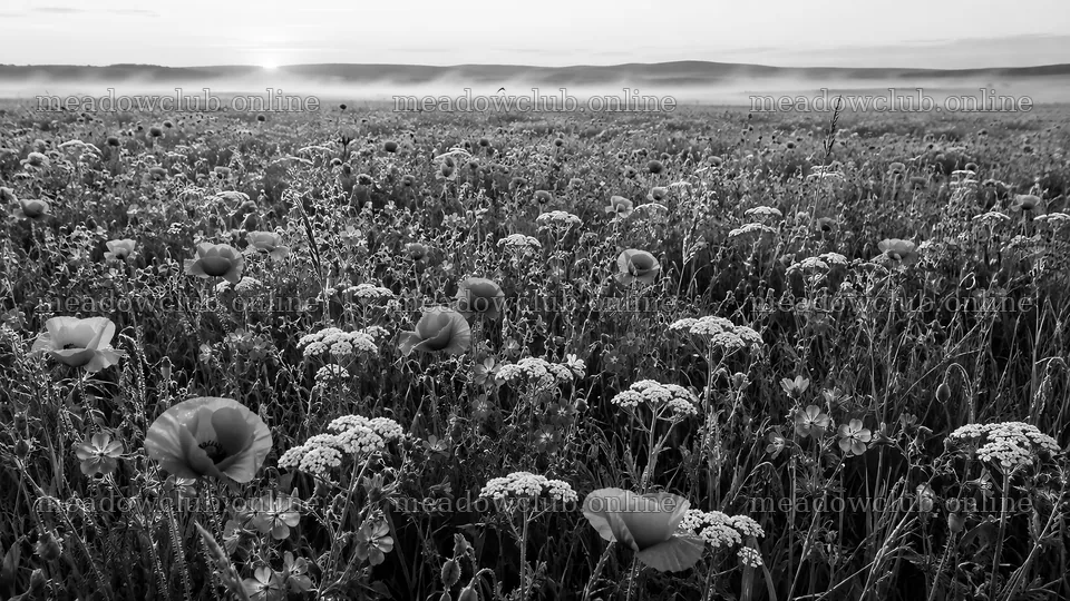 Wildflower Meadow in Morning Mist, Monochrome – meadow photos 10324x5812