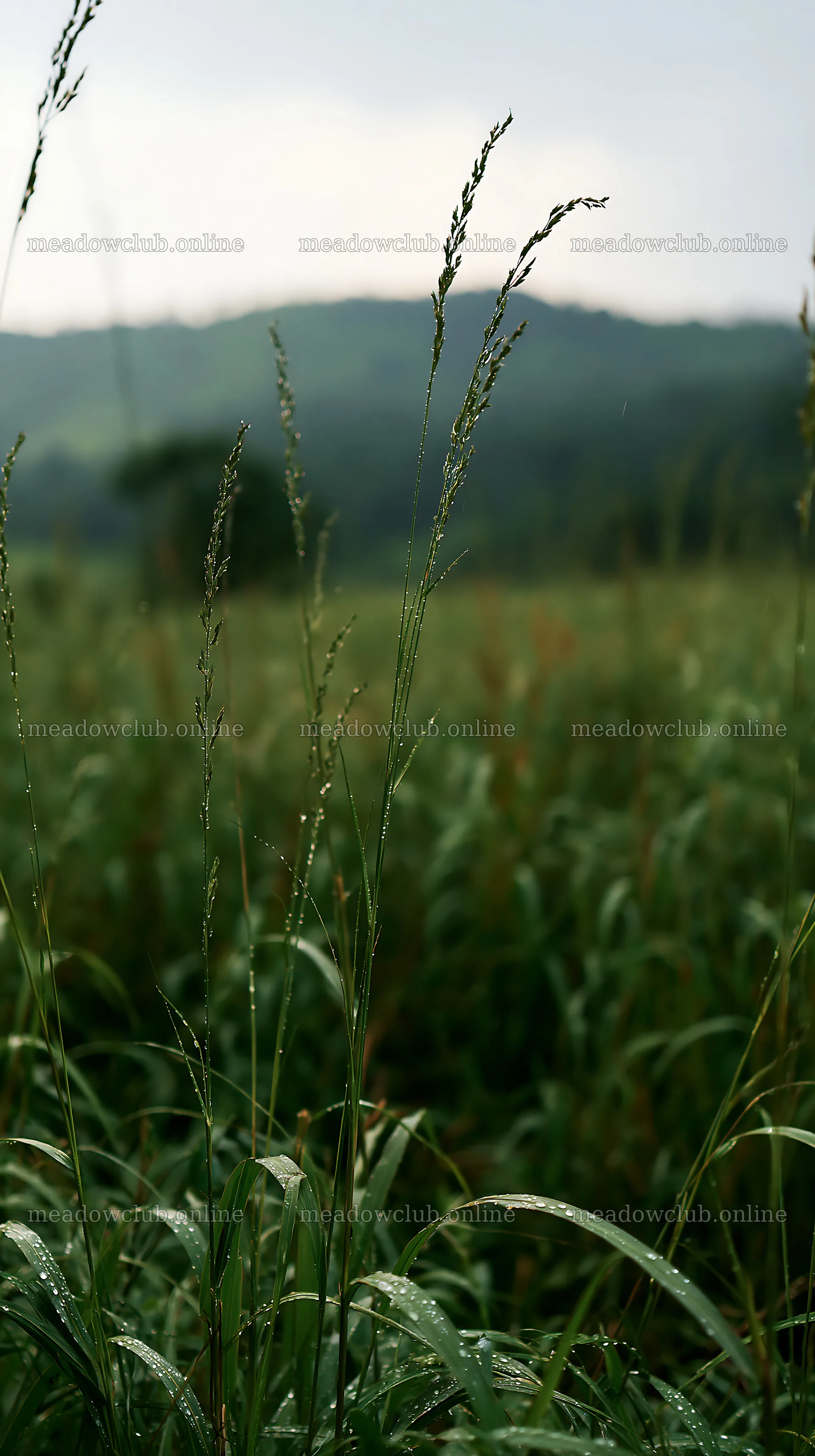 Kochi monsoon meadow rain beaded grasses – meadow photos 5938x10608